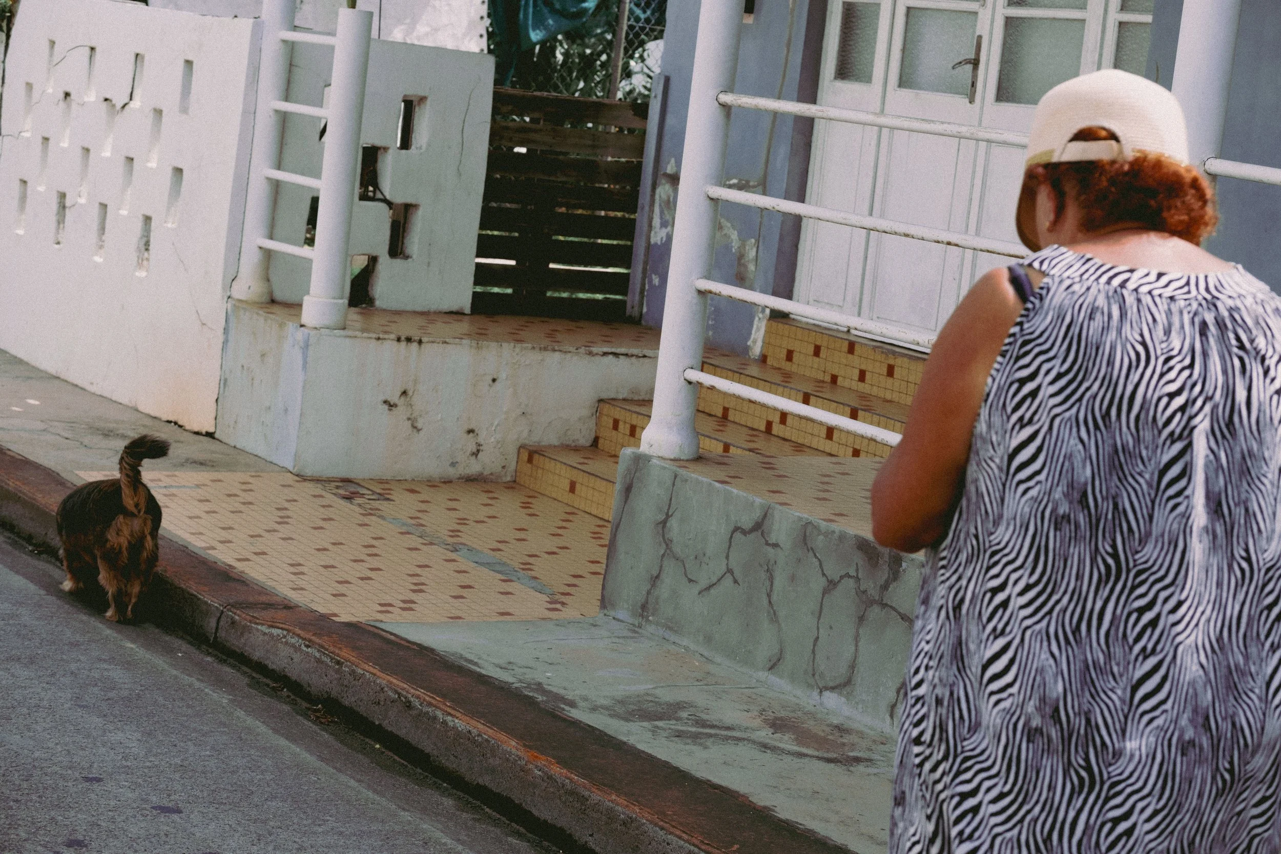 A woman with curly hair wearing a zebra-striped dress and a white cap is walking down the street past a small dog. The dog is black and brown with a curled tail, walking along the curb. The background shows a building with staircases, white railings,
