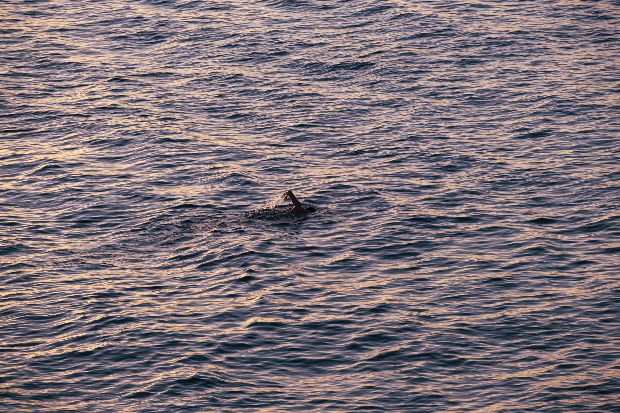 Person swimming in open water at sunset