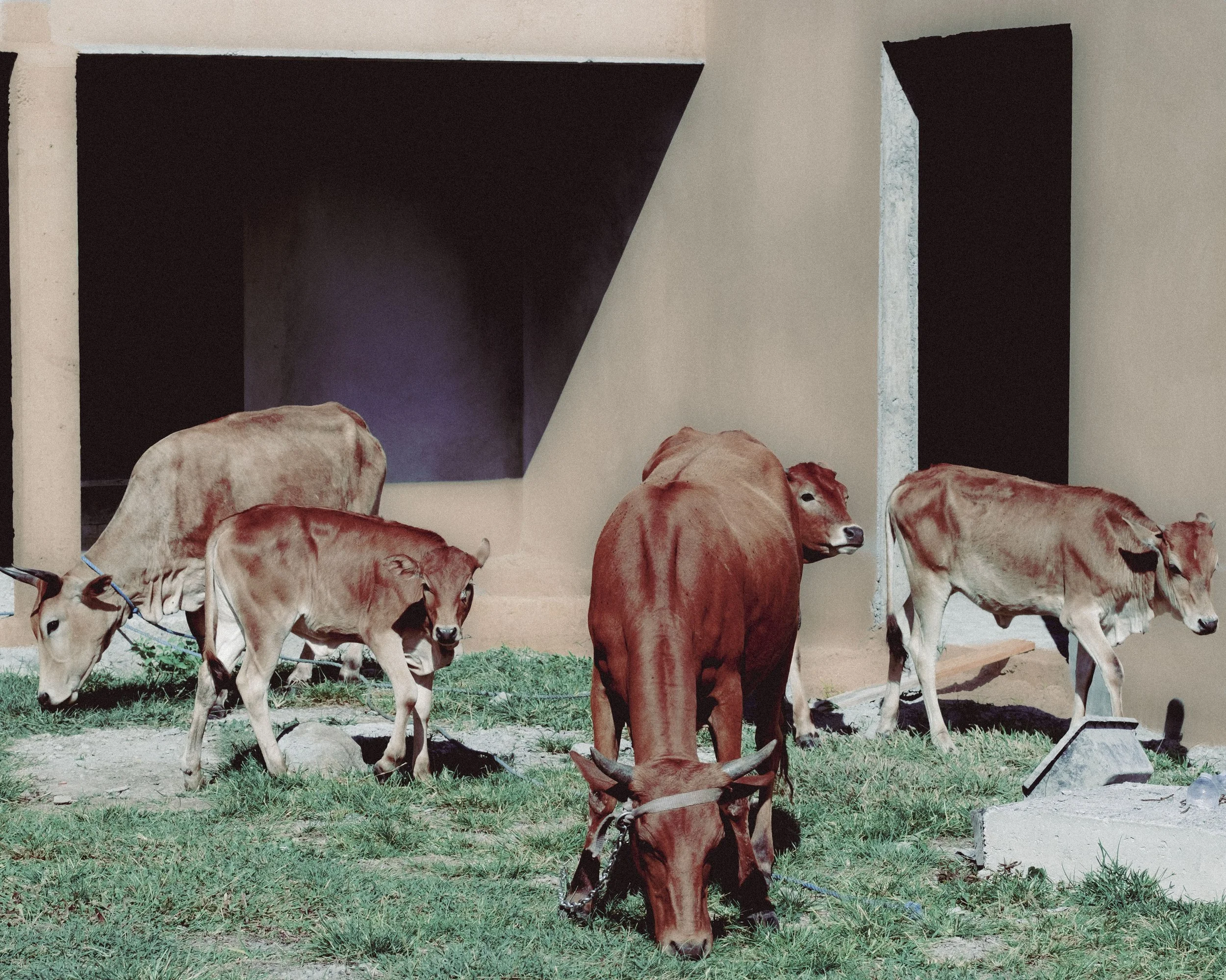Several cows, including calves, grazing on grass in front of a modern building with geometric openings.
