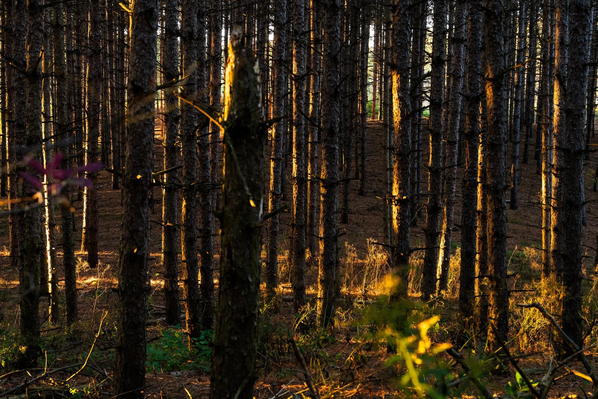 587318_10_sideroad_-_twilight_seb1_643.jpg