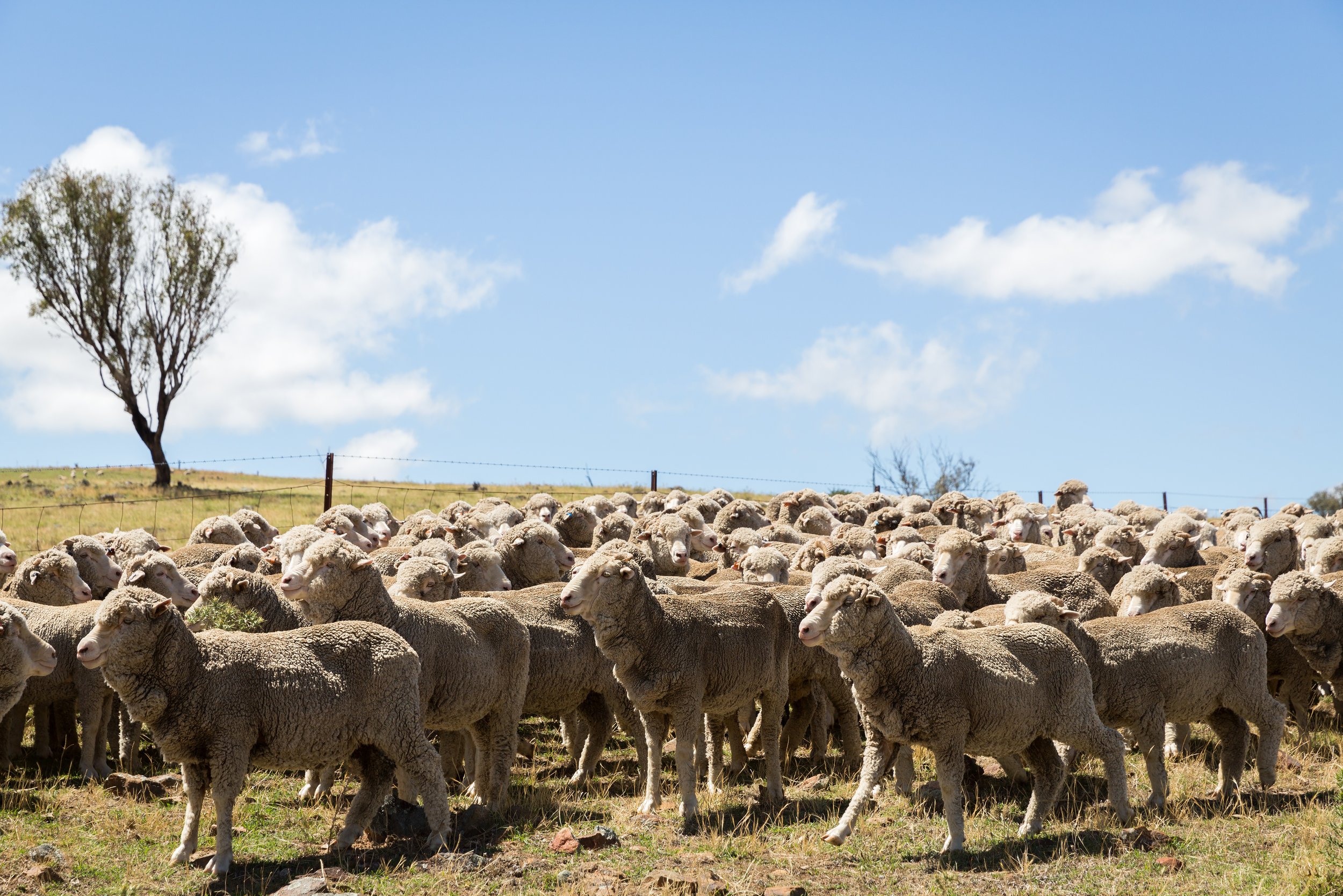 A large flock of sheep grazing on a grassy field under a bright blue sky with a few clouds, with a solitary tree and a fence in the background.