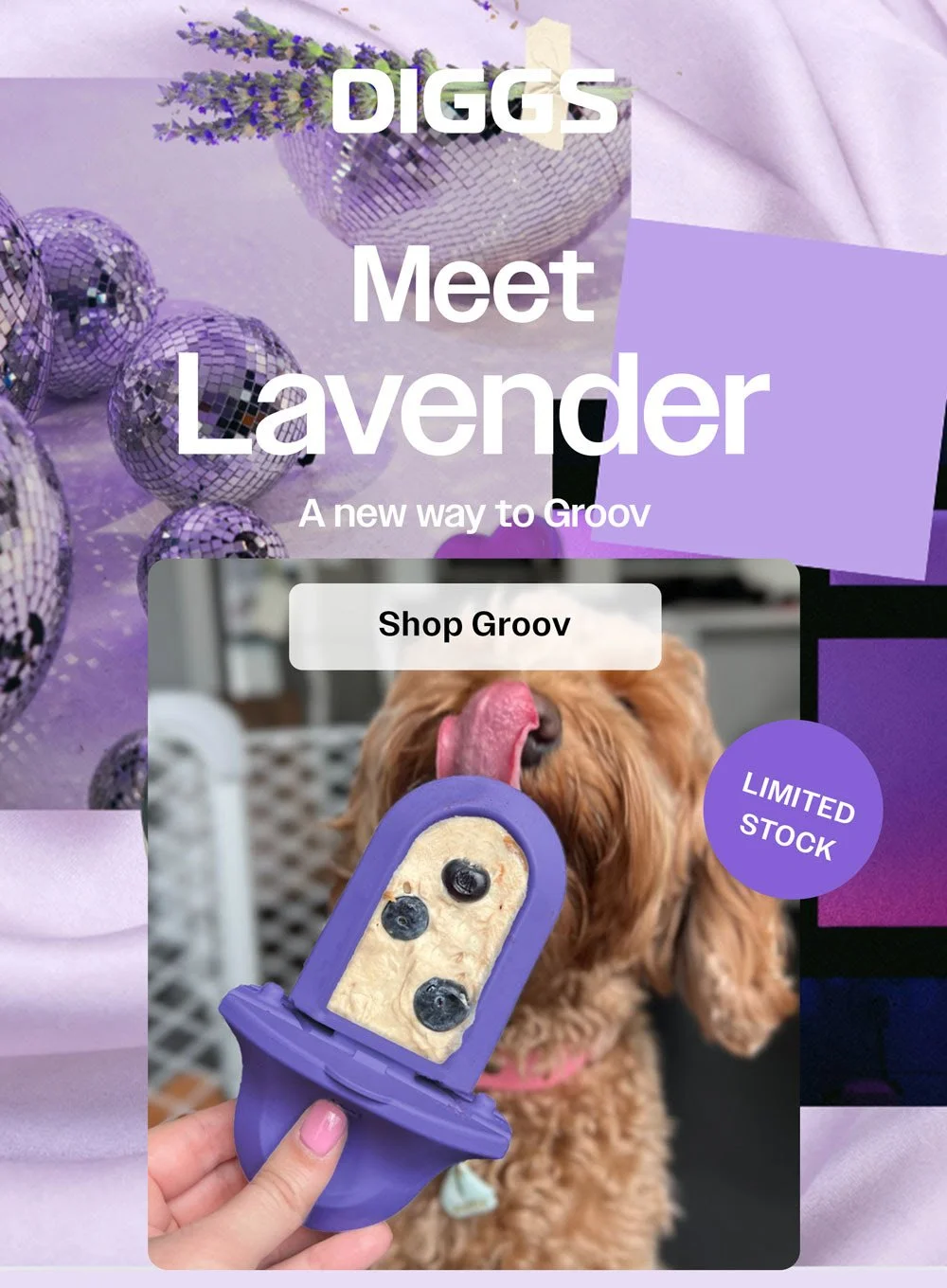 A promotional image for Diggs featuring a dog with blueberries and a frozen treat, with text that reads 'Meet Lavender, a new way to Groov' and a purple circle indicating 'Limited Stock'.
