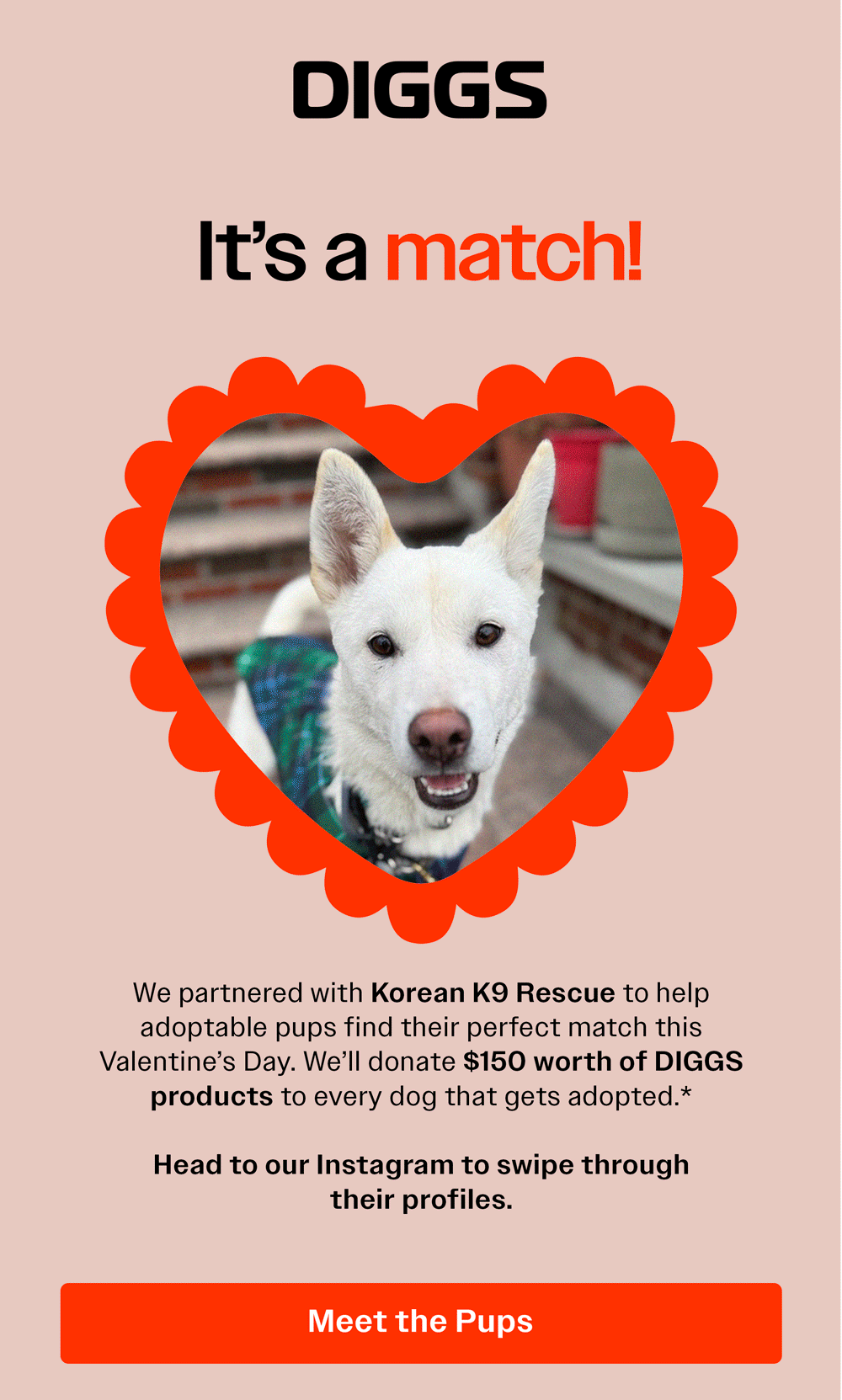 Pet adoption promotion for DIGGS and Korean K9 Rescue, featuring a photo of a white dog inside a red heart-shaped frame with scalloped edges. The promotion highlights a partnership to find adoptable pups and includes a call-to-action button labeled 'Meet the Pups'.