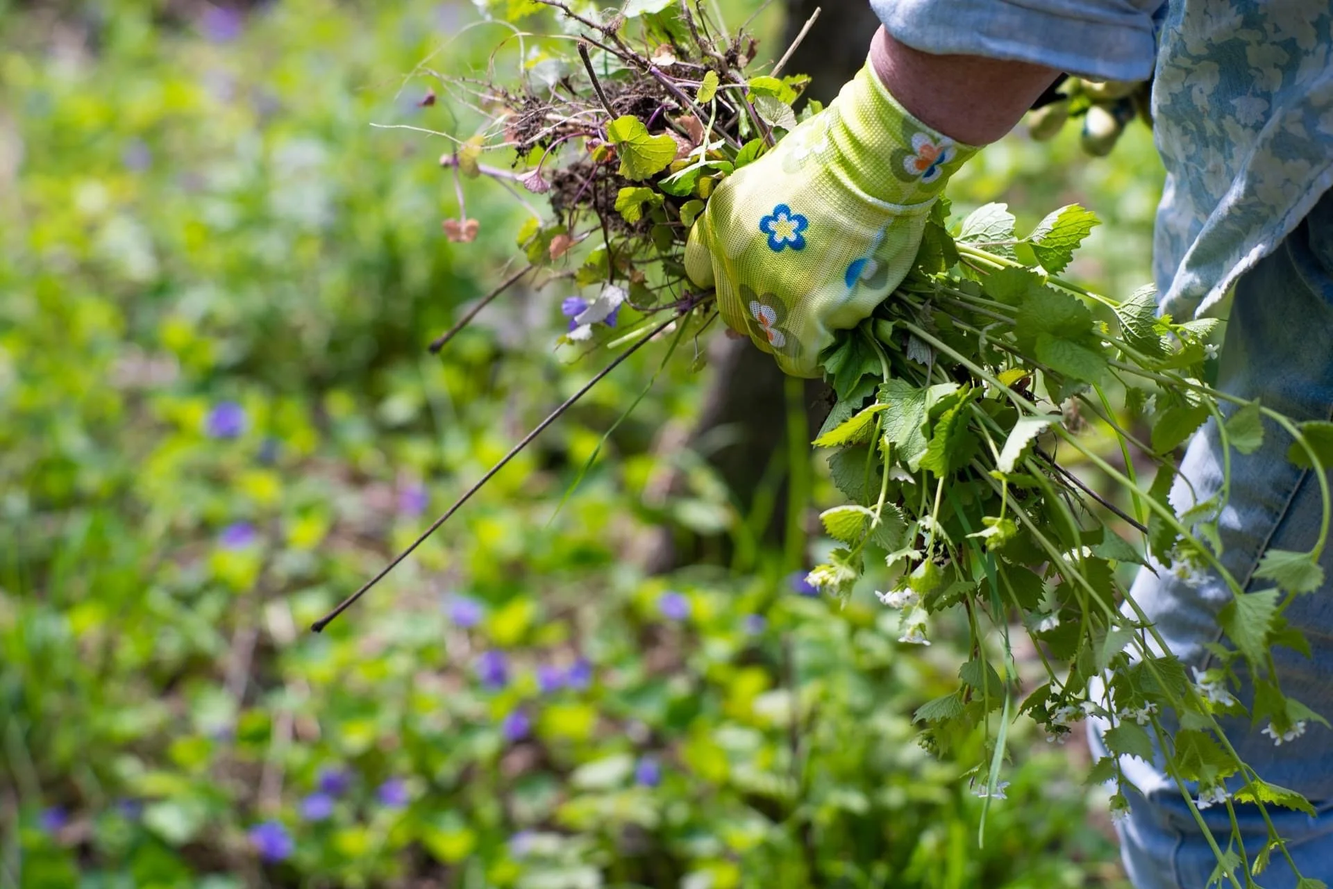 Person harvesting plants in a garden, wearing gloves and casual clothing, with a background of green foliage and small purple flowers.