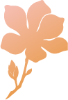 A peach-colored flower illustration