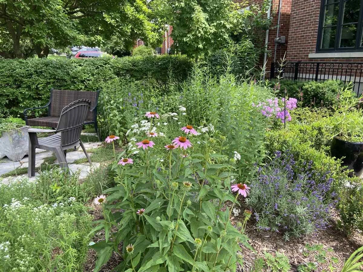 A lush garden with various green plants, pink coneflowers, purple and white flowers, and two chairs on a stone pathway near a brick building.