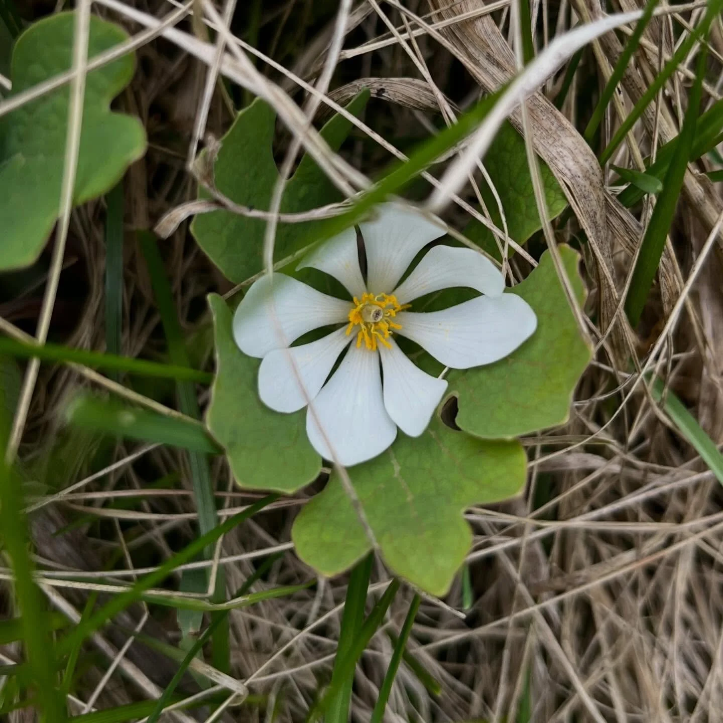 Catching the last few glimpses of bloodroot for the season 🤍🩸
