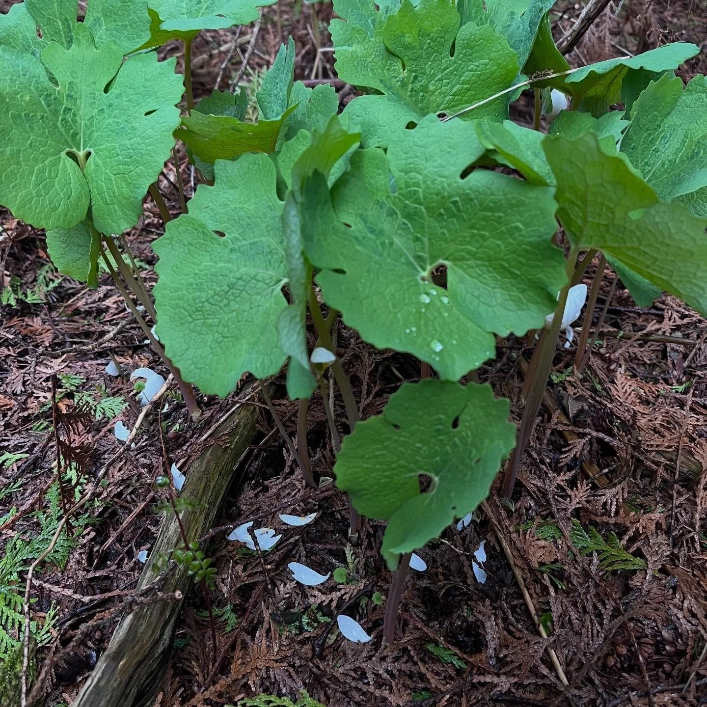 And just like that, the bloodroot has finished it&rsquo;s show! 🍃
Early spring is so magical and so fleeting 🤍