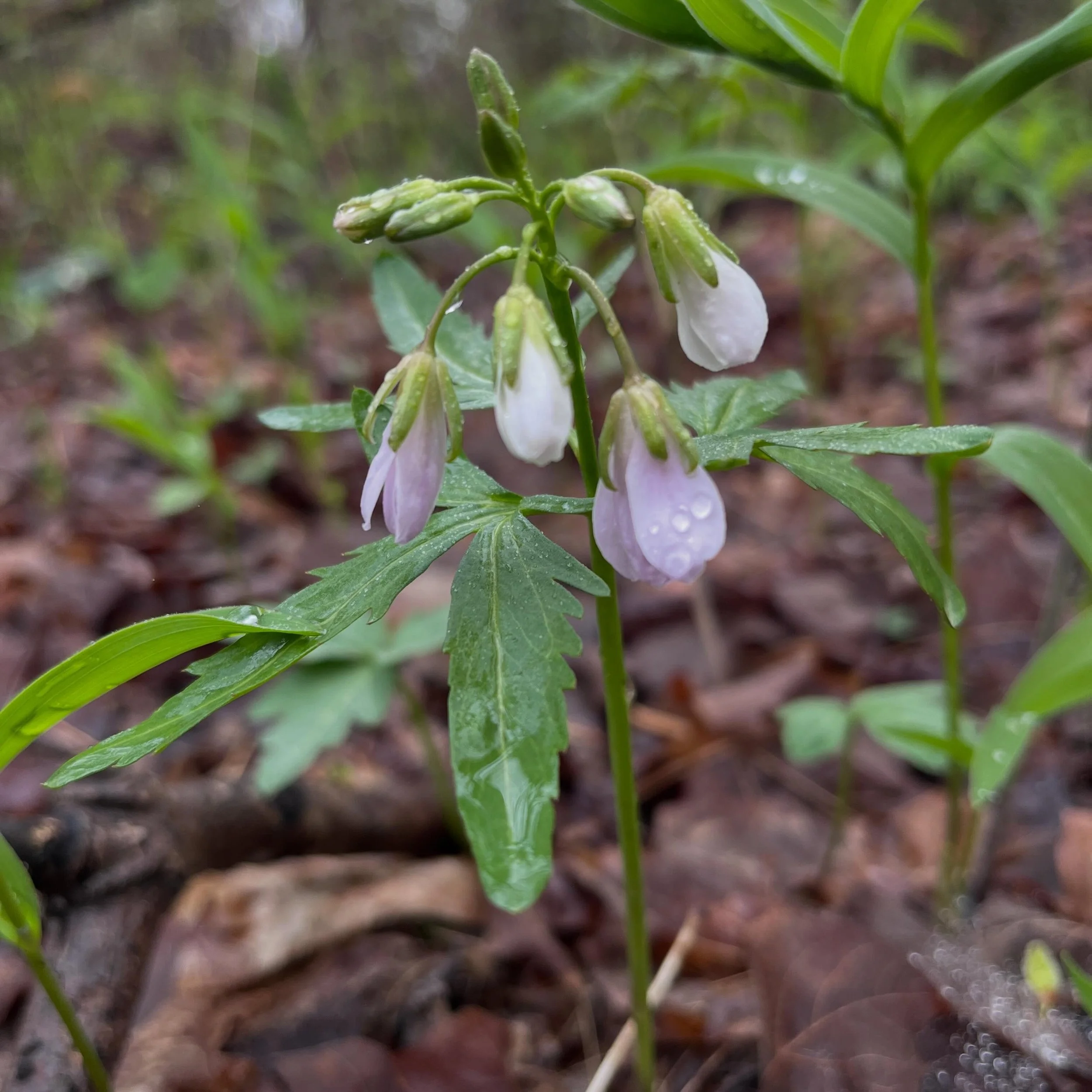 A very nice spring bloom from a rainy hike here in @hamletwhitevale this past week 💚
Meet Cutleaf Toothwort &mdash; one of Ontario&rsquo;s beautiful spring woodland wildflowers 🌿
This native perennial emerges early in the season, before the forest 