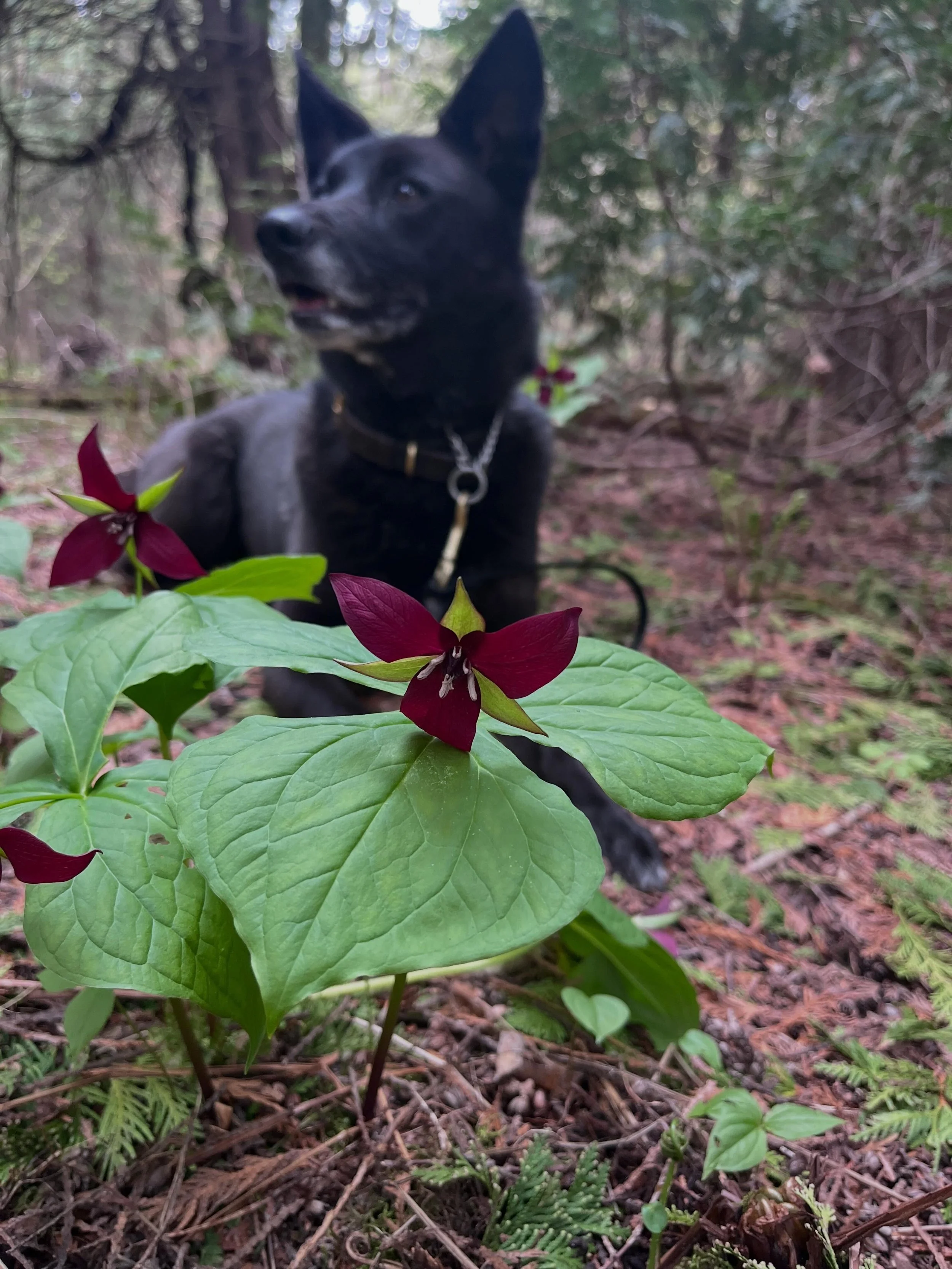 Peak trillium season ft. Newt 🌱🌸
