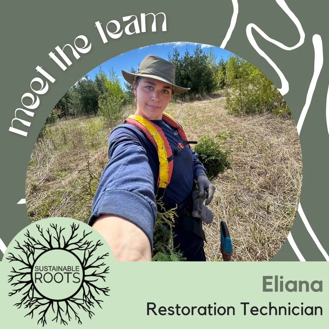🌿MEET ELIANA🌿

&ldquo;Hi, I&rsquo;m Eliana! I&rsquo;ve studied environmental and wildlife biology and love all things nature 🌱 I&rsquo;m grateful to be part of the team at Sustainable Roots working to restore natural areas.
I have a special intere