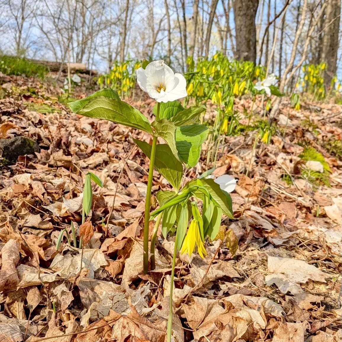 A day in the life at Sustainable Roots 🌿
Some pictures that our Restoration Tech&rsquo;s @elianamasellis &amp; @rosemary_hooper captured this week 🌼
1) Trillium and Bellwort
2) Marsh Marigold
3) Bellwort
4) a happily planted tree
5) all the sweet n