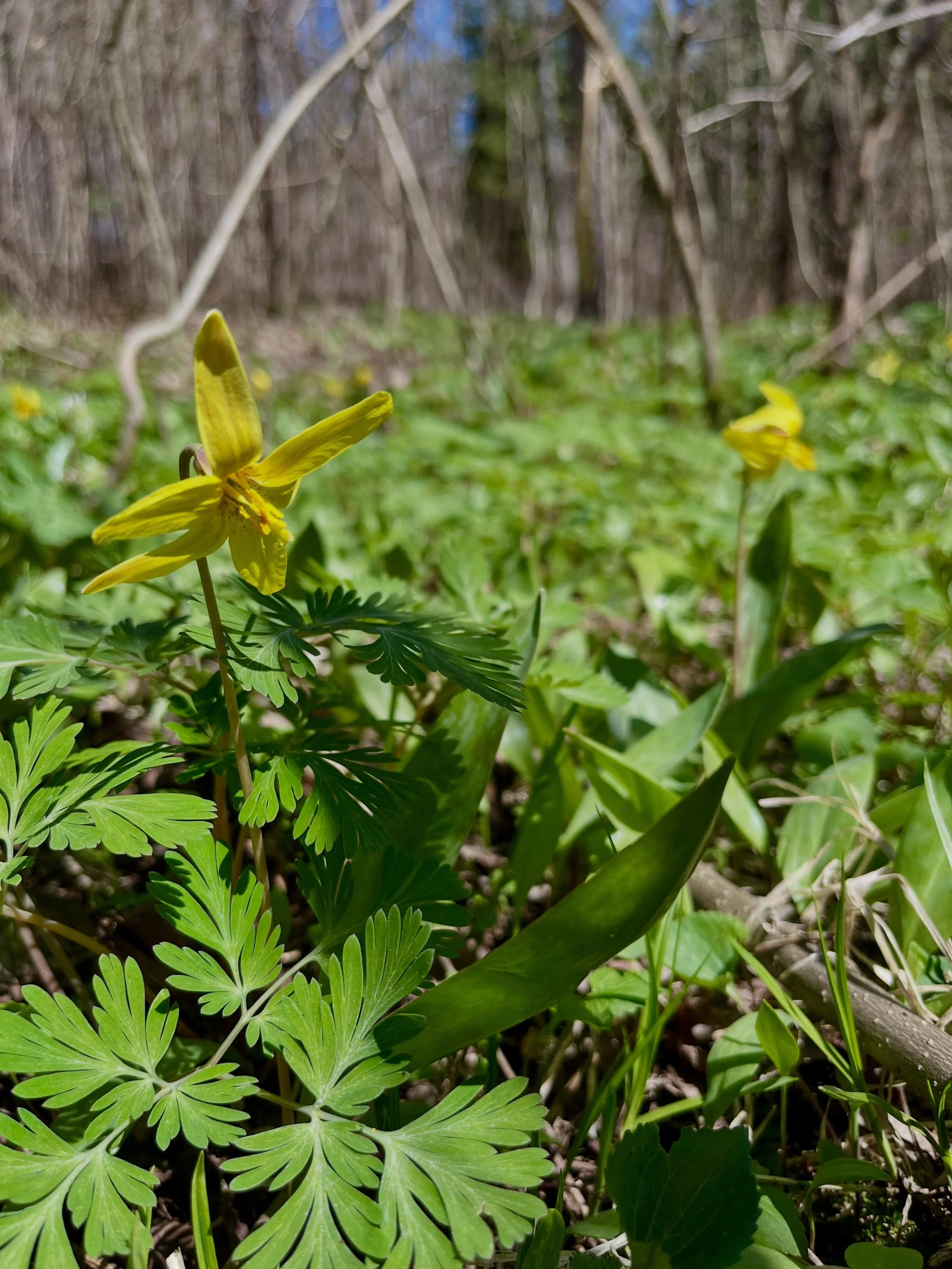 We got an extra spring ephemeral show this past weekend while up north! Some of these species are already past their time down where we live, so it always feels wonderful to extend this short-but-sweet time of year 🌸🤍