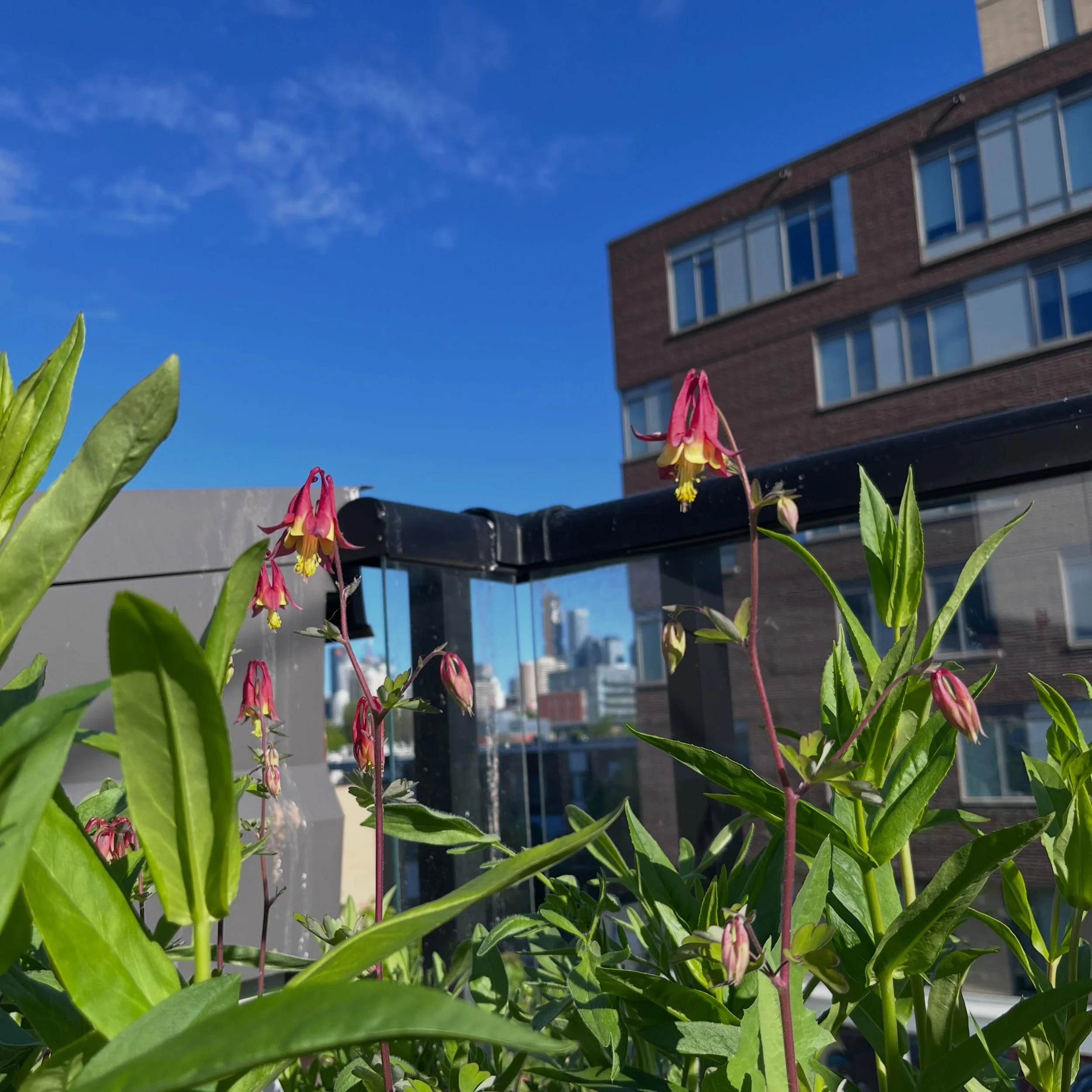 We love checking back in on past gardens 🌿
This amazing rooftop pollinator garden was installed last spring with the help of the beautiful and easy to put together raised beds from our friends at @bufco 💚
It&rsquo;s always wonderful to bring some n