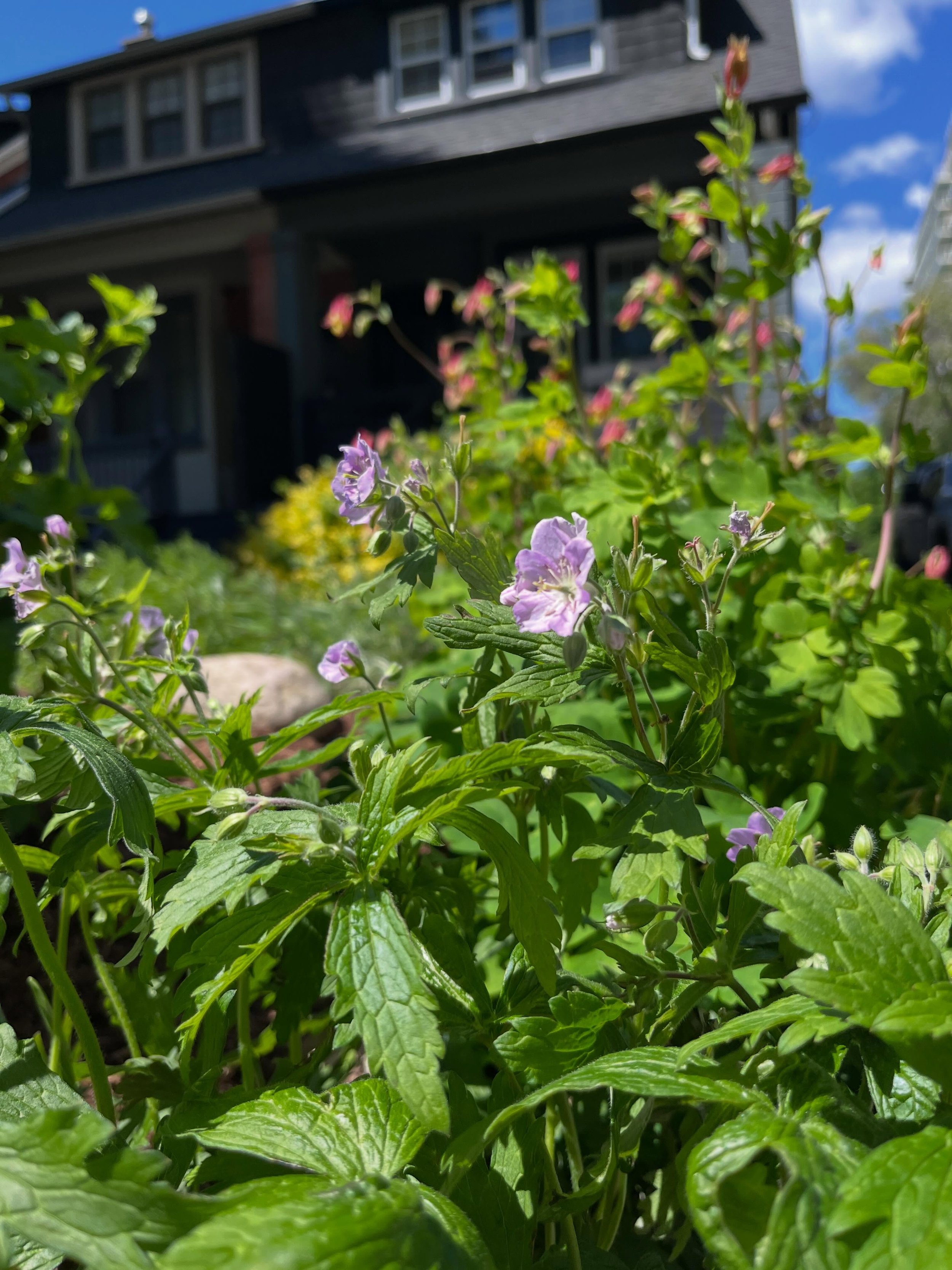 Another successful garden from last season 🌸
There&rsquo;s nothing like seeing a garden flourish, especially when it started out as lawn 💚
Swipe through to see the the progress photos 👉

#gardentransformation #beforeandafter #pollinatorgarden #nat