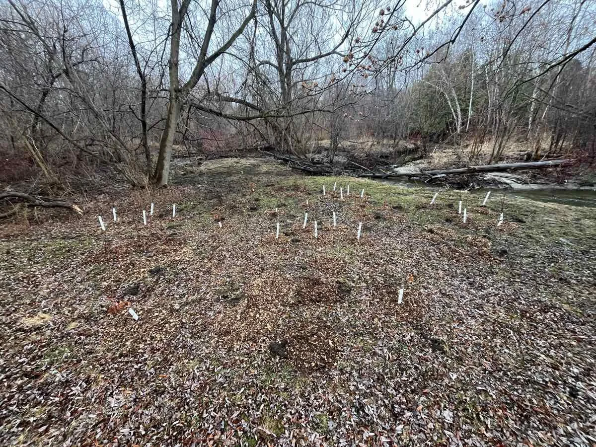 habitat-restoration-markham-ontario-2025-2.jpg