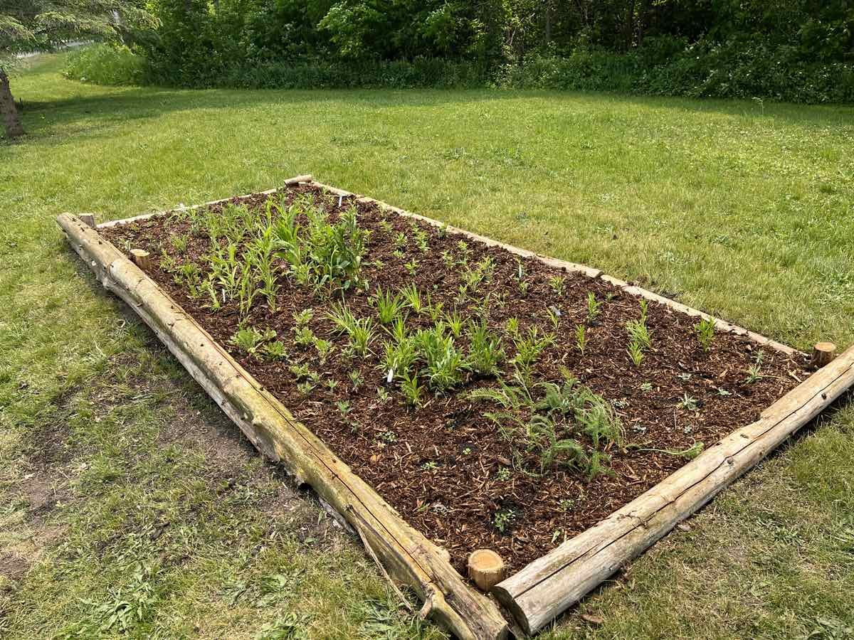 Just Planted.jpg