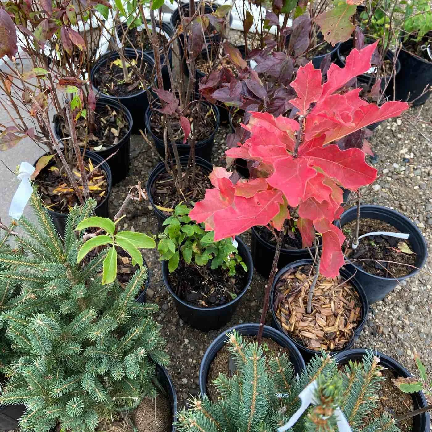 Various potted plants, including small evergreen trees and a red-leafed plant, placed on gravel ground.