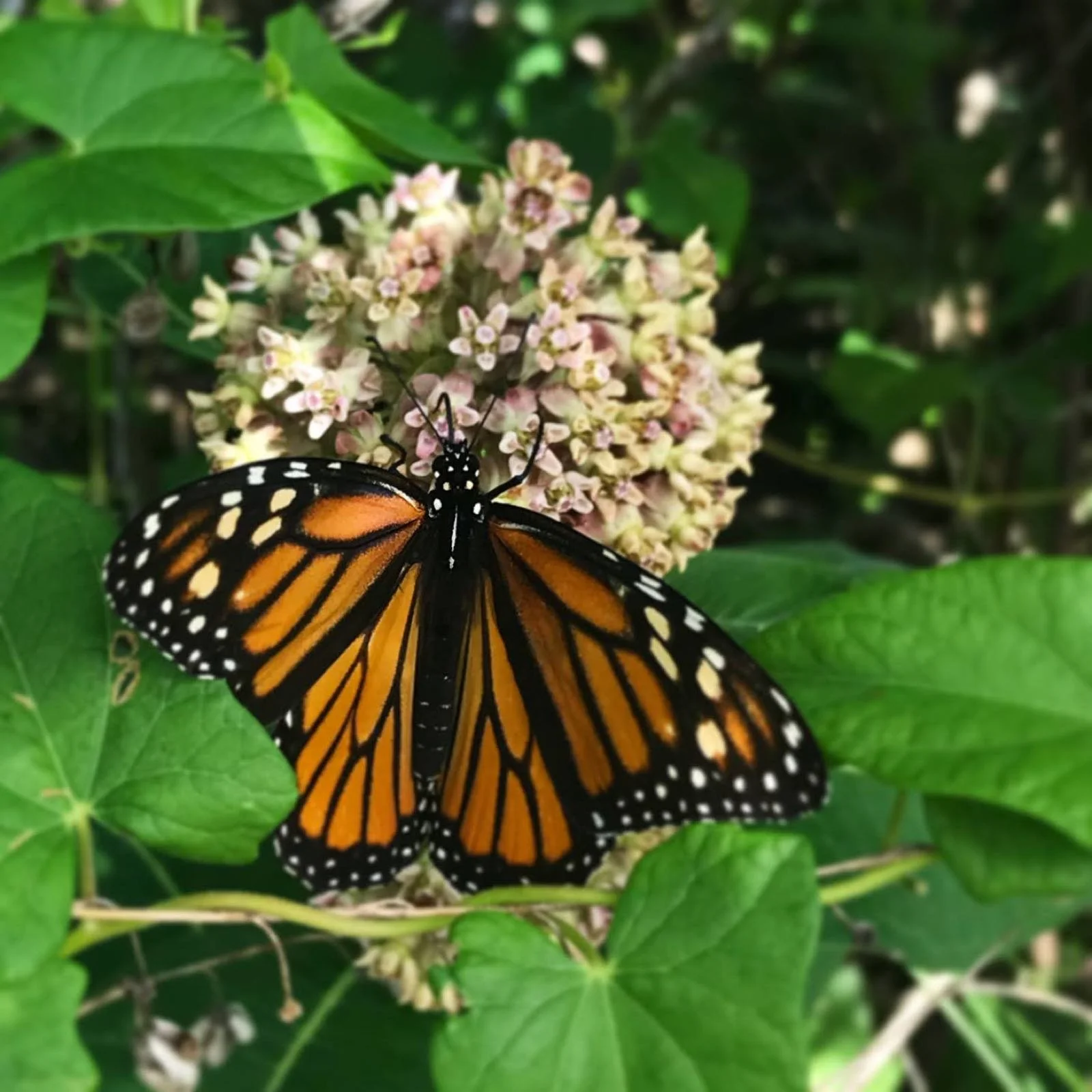 A monarch butterfly resting on a cluster of small light pink flowers amidst green leaves.