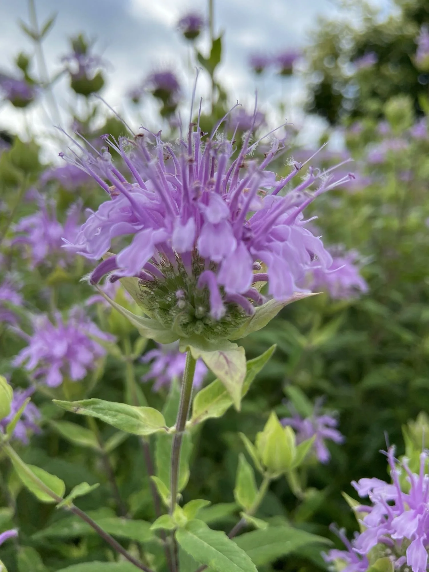 Close-up of a purple flower with thin petals, surrounded by green leaves and a blurred background with other flowers and sky.