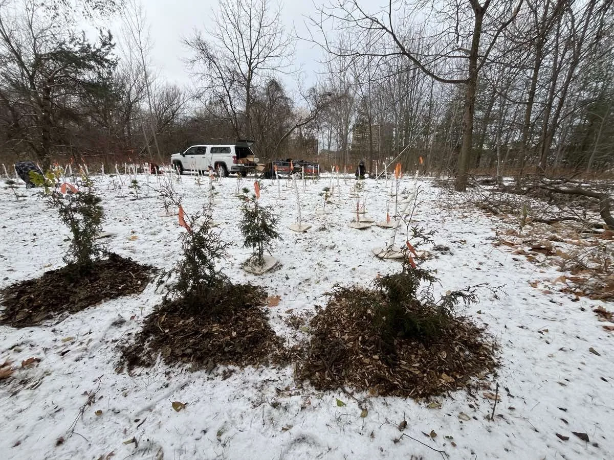 city-of-toronto-native-planting-2.jpg