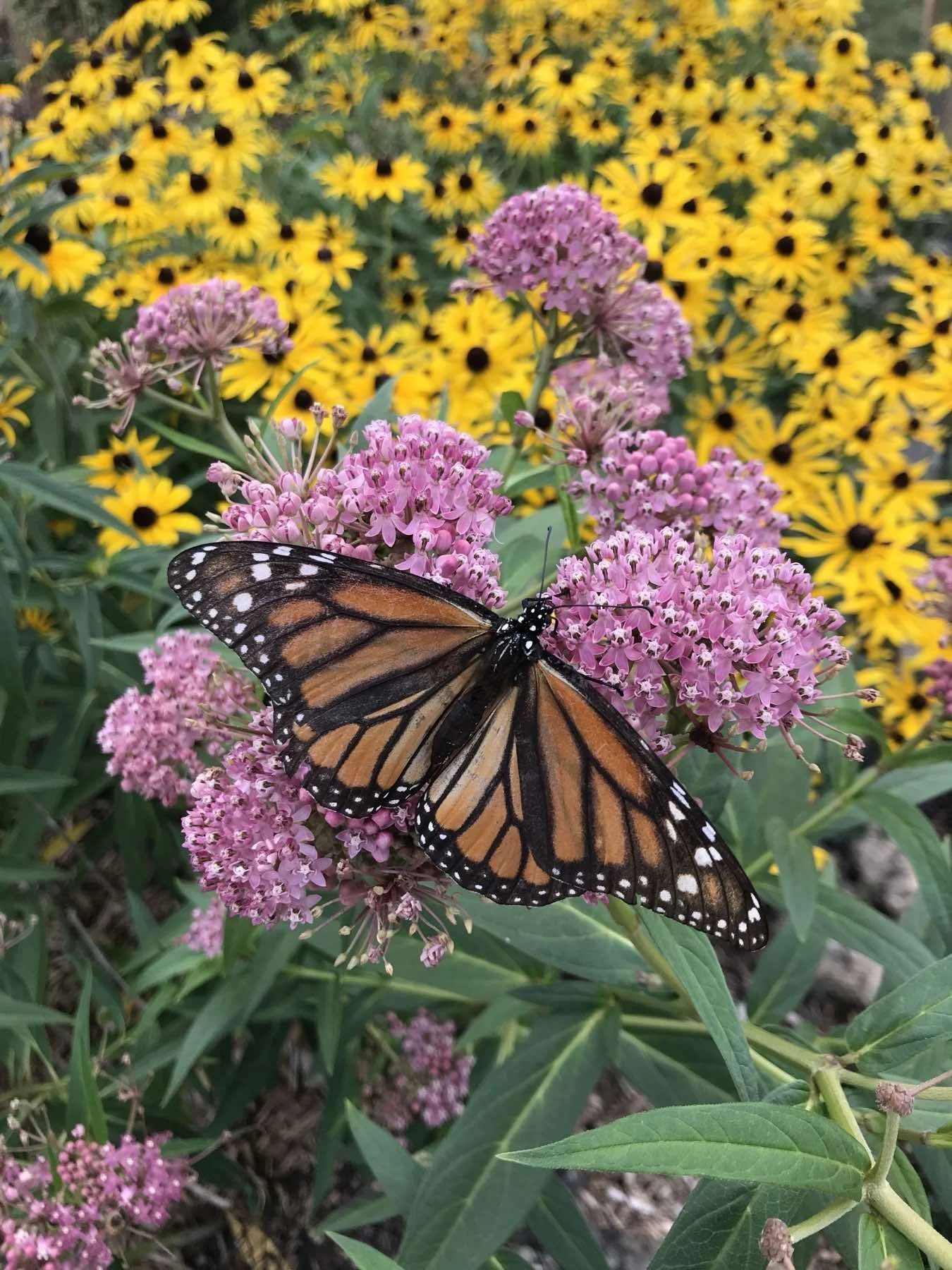 A Monarch butterfly perched on pink flowers with a background of yellow flowers.