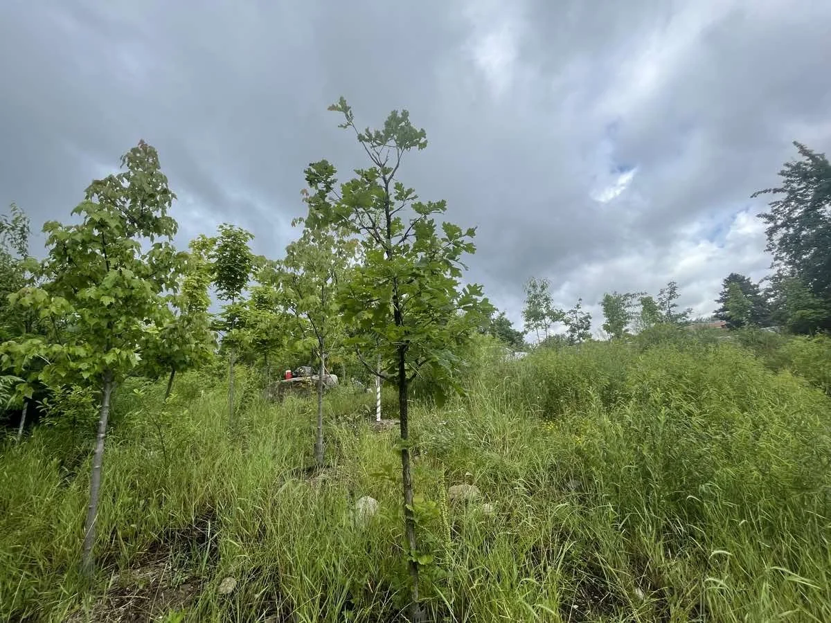 rambo-creek-native-plants-burlington-2023-3.jpg