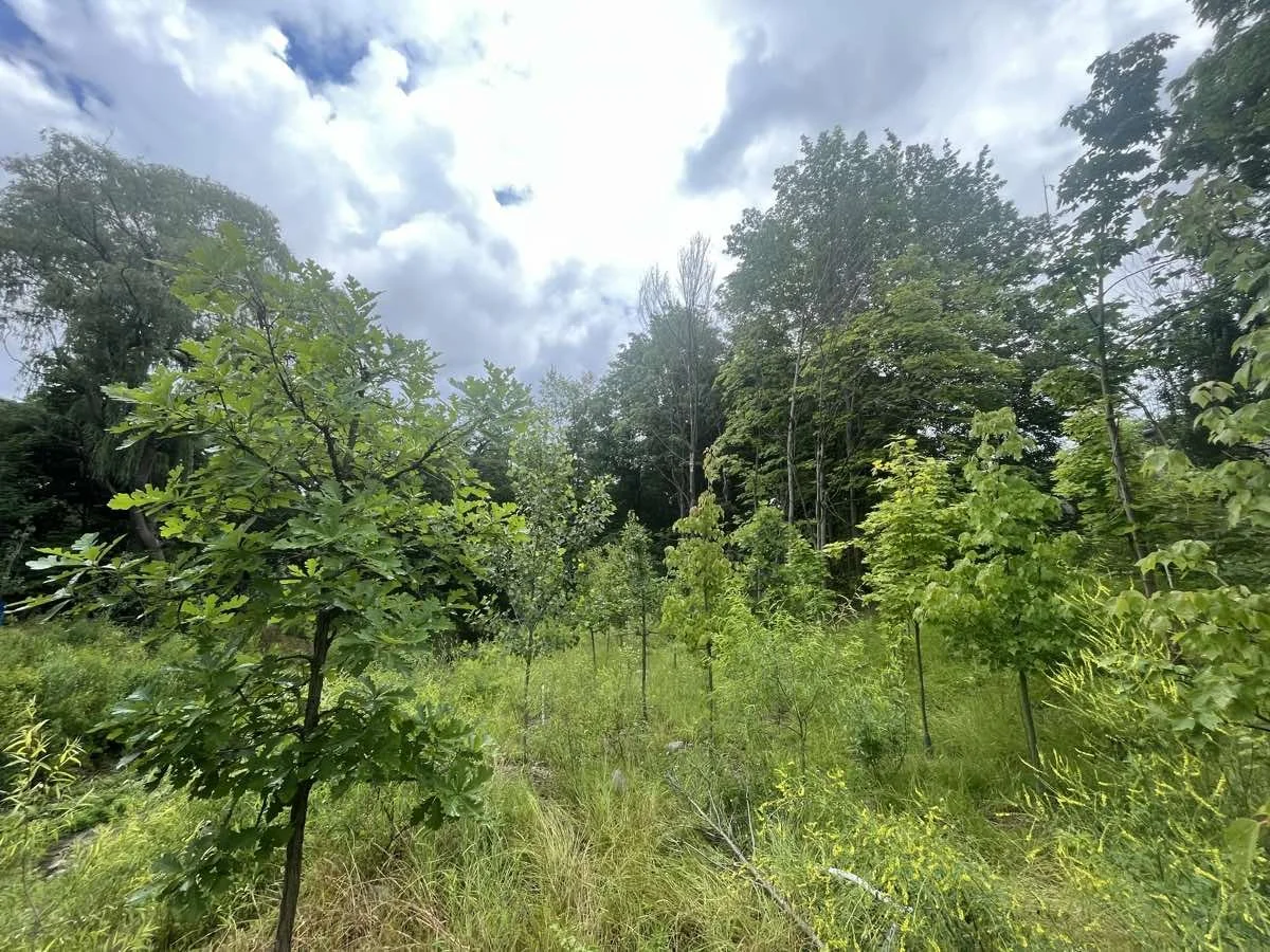 rambo-creek-restoration-established-burlington-summer-2023.jpg