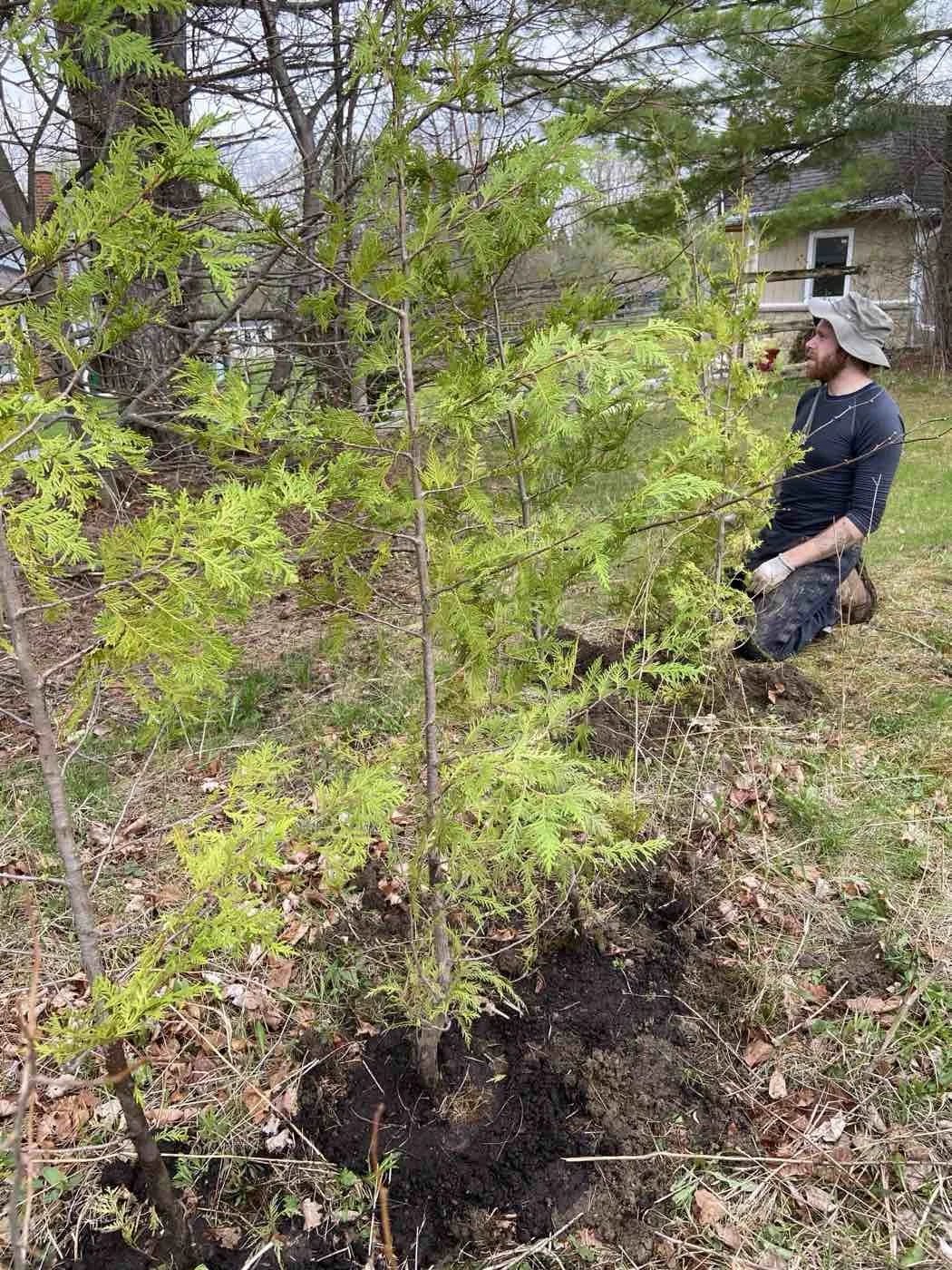 A man kneeling in a garden planting a young tree with green leaves, wearing a hat and gloves, with a house and trees in the background.