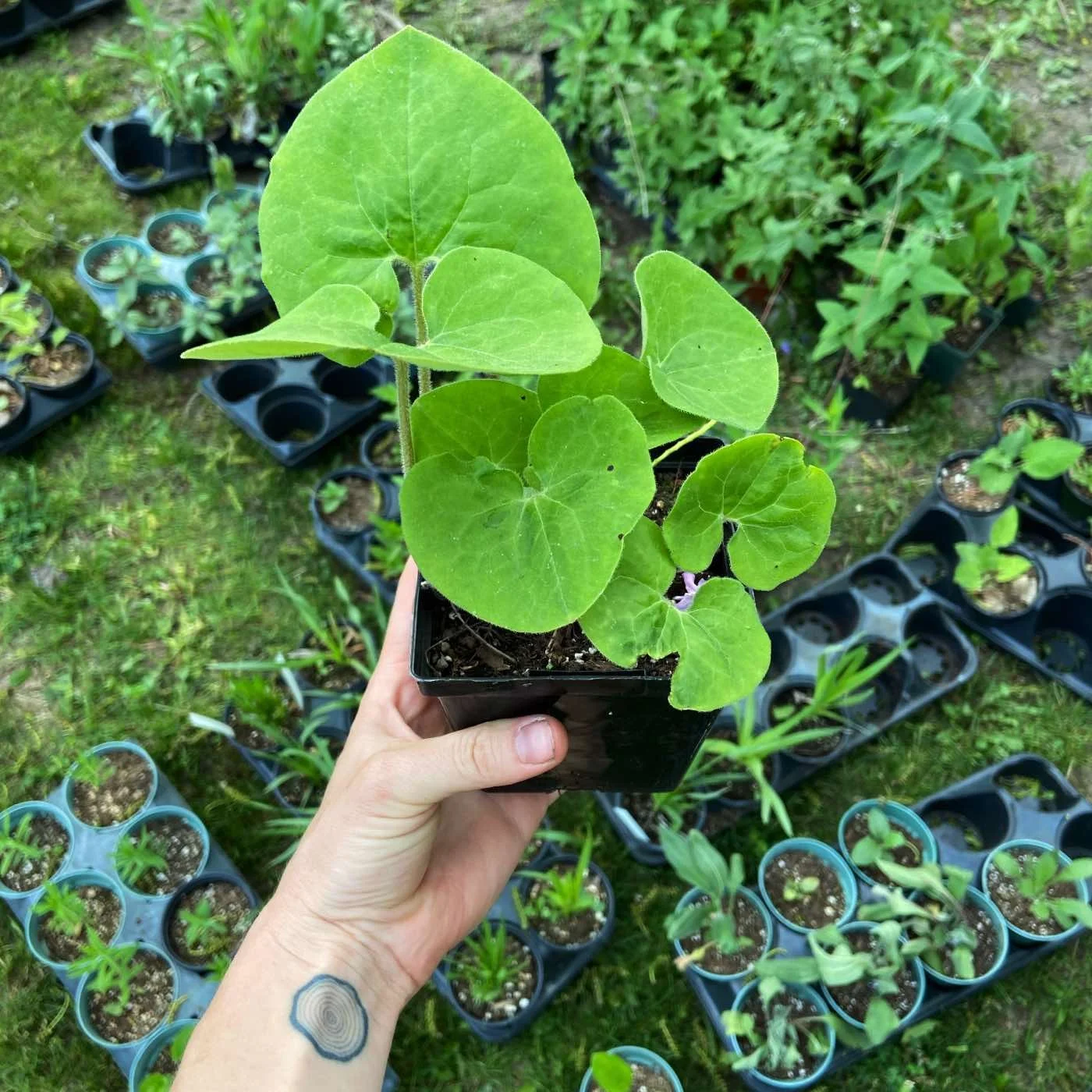 A hand holding a pot with a young green plant with broad leaves, with multiple similar small plants in pots on the ground in the background.