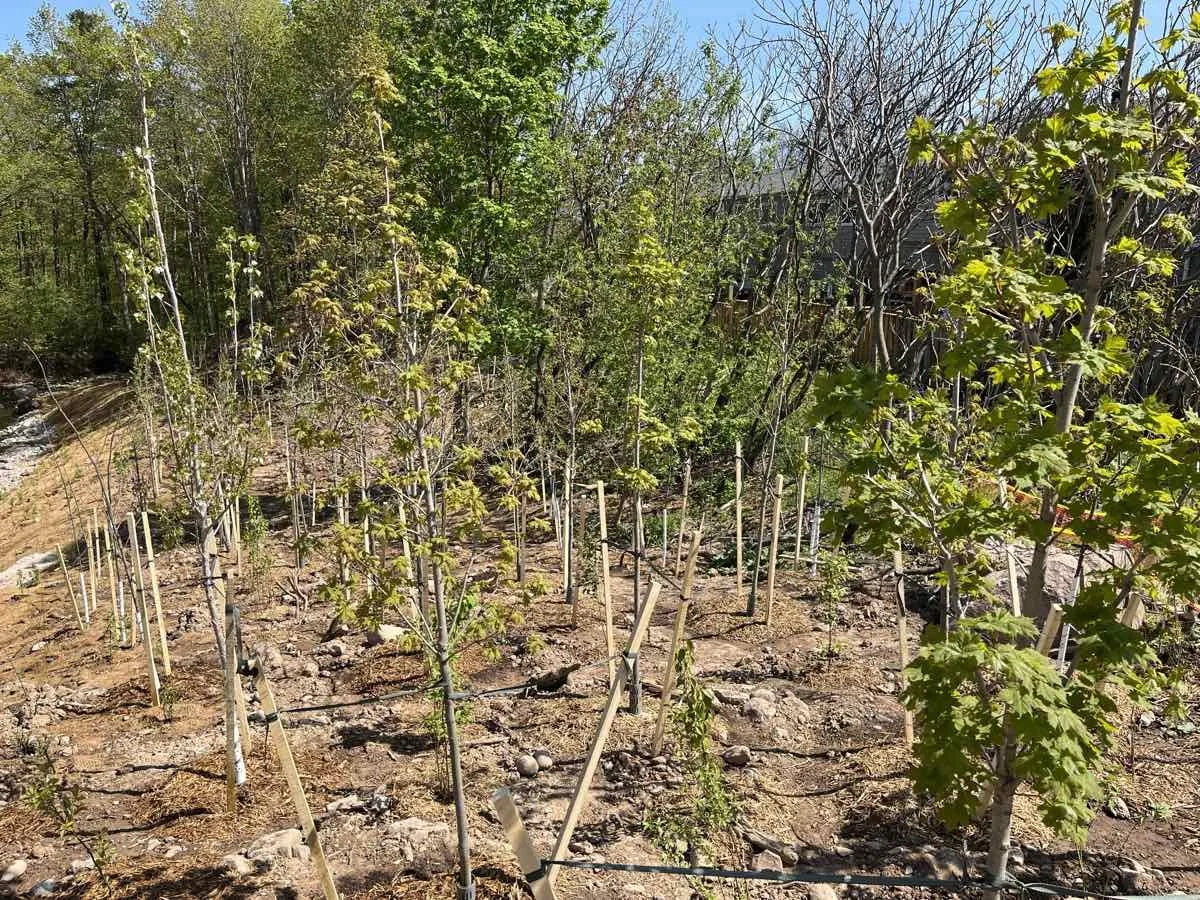 rambo-creek-habitat-restoration-burlington-spring-2022.jpg