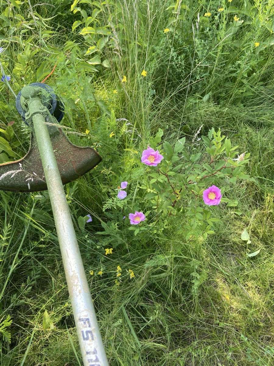 city-of-toronto-brush-cutting-native-rose.jpg