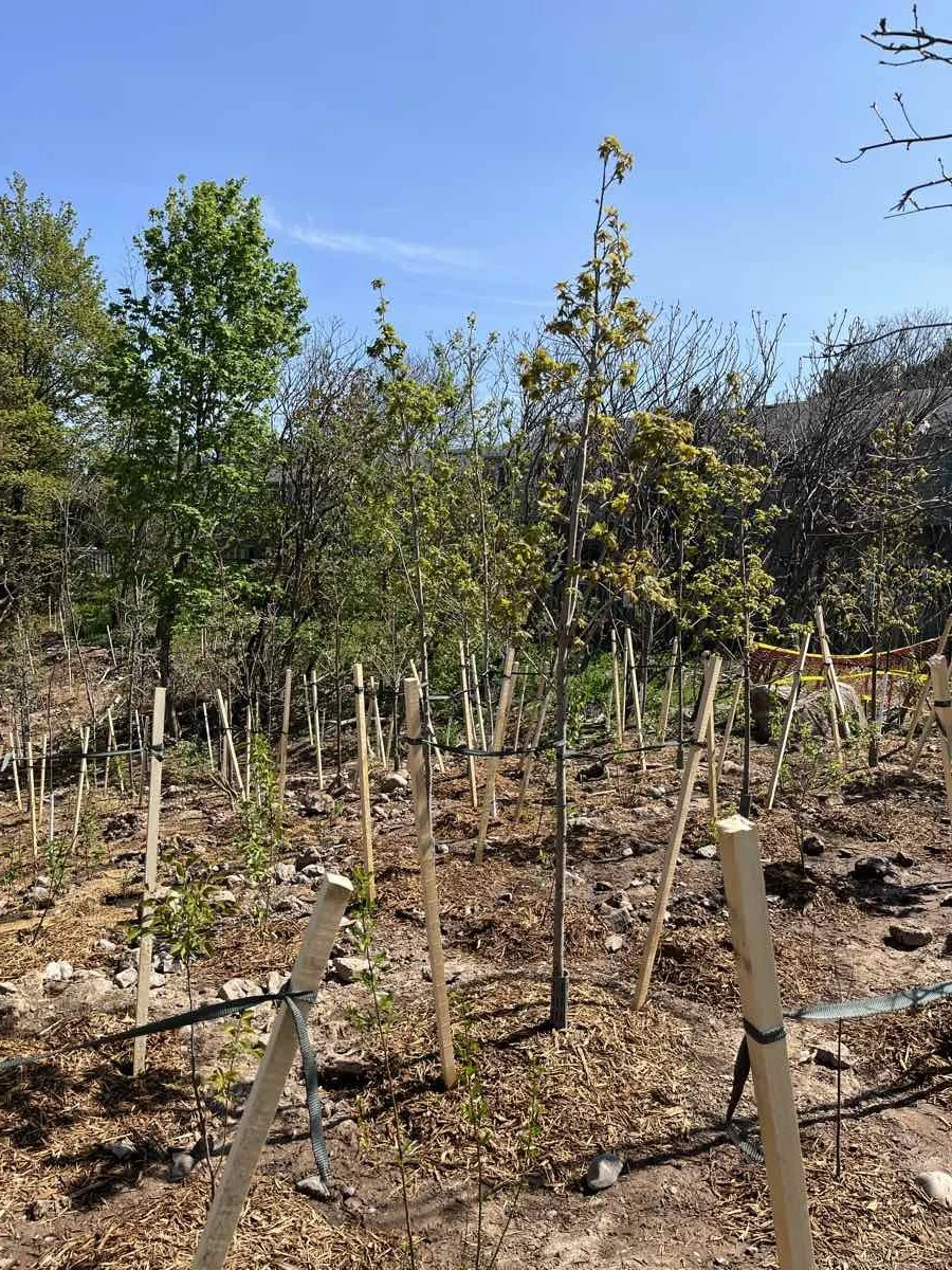 rambo-creek-native-planting-burlington-spring-2022-1.jpg