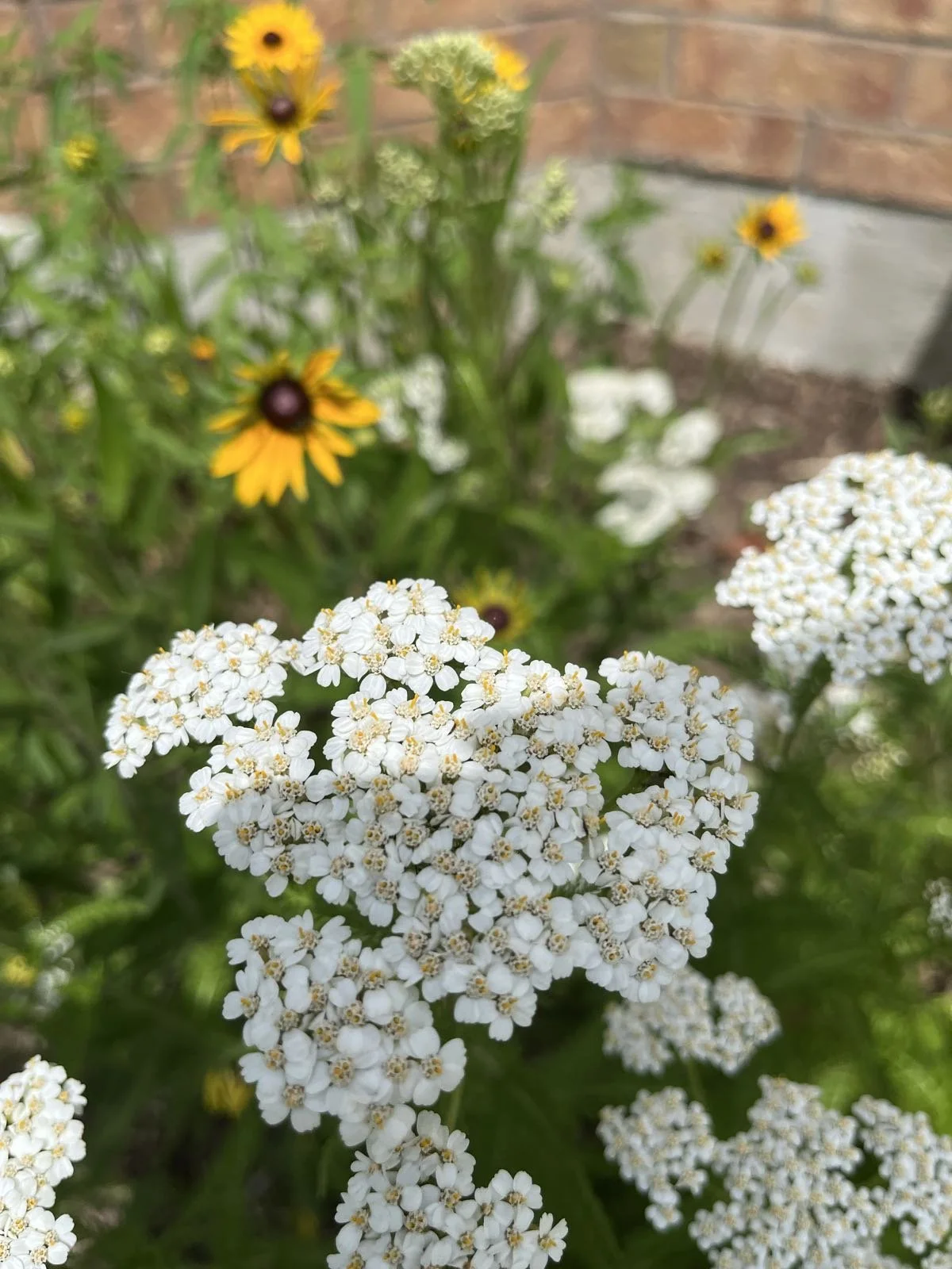 Close-up of white flowering plant with small, clustered flowers in the foreground and yellow flowers with dark centers in the background, against a brick wall.