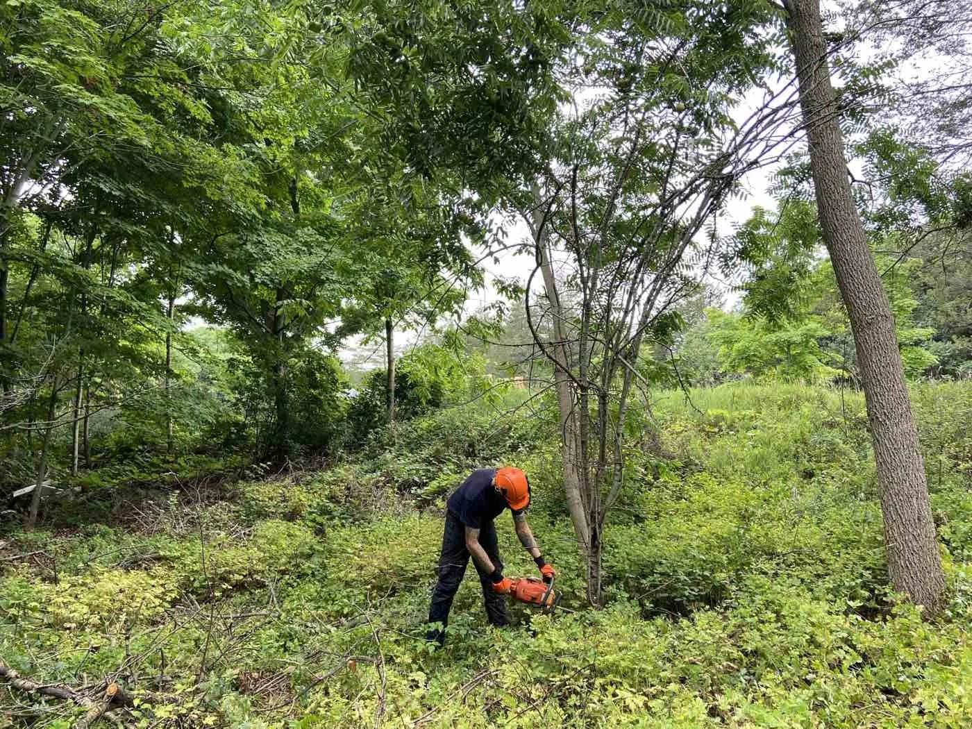 A person wearing a helmet and gloves using a chainsaw to cut a small tree in a forested area.
