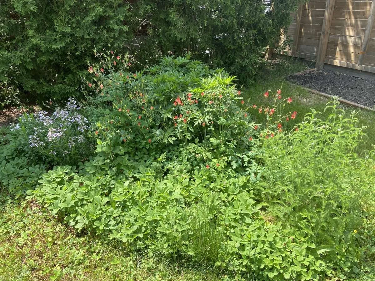 Toronto / Briar Hill - 2020
