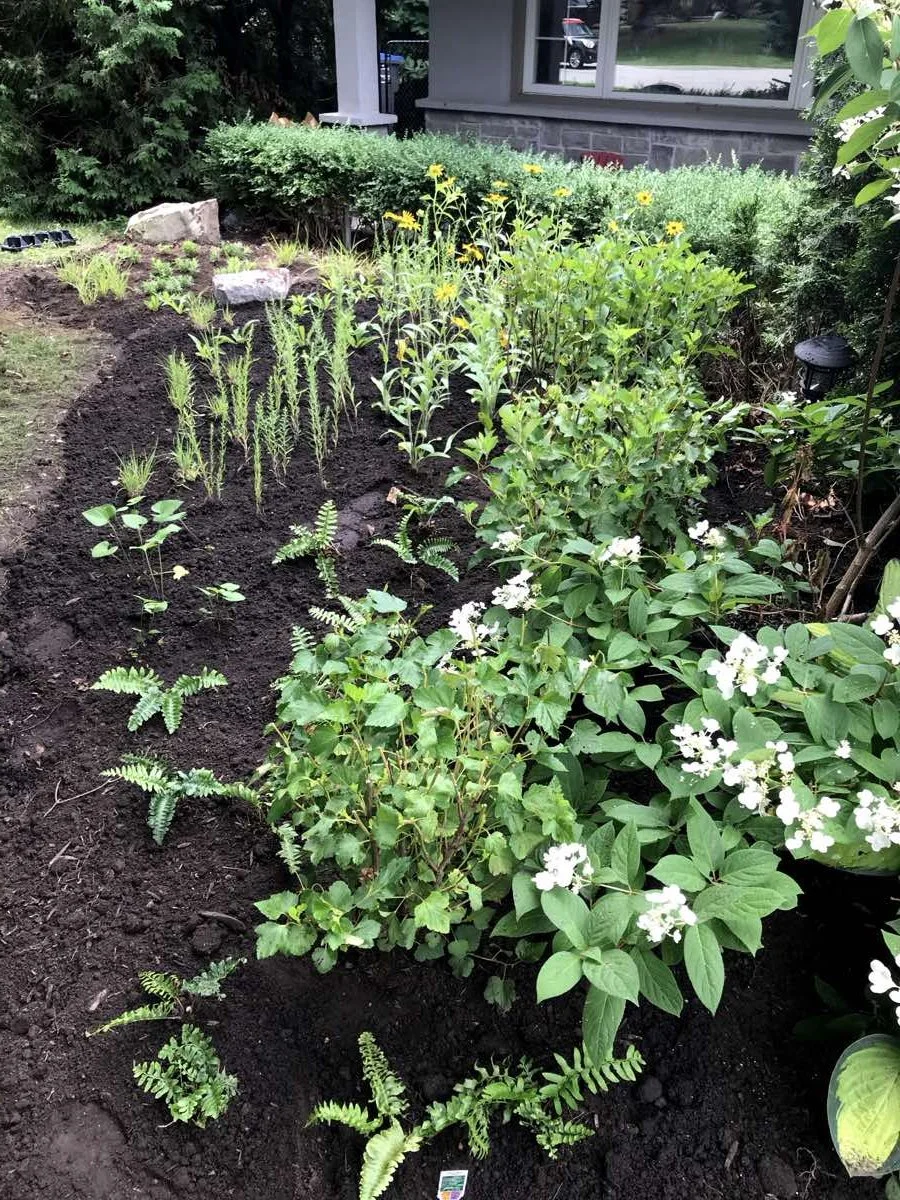 native-garden-mississauga-ontario-2020.jpg