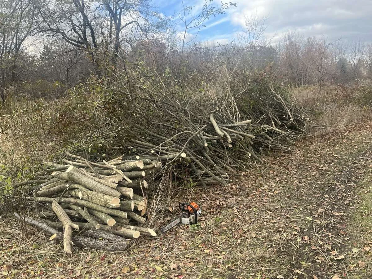 city-of-toronto-invasive-plant-removal.jpg