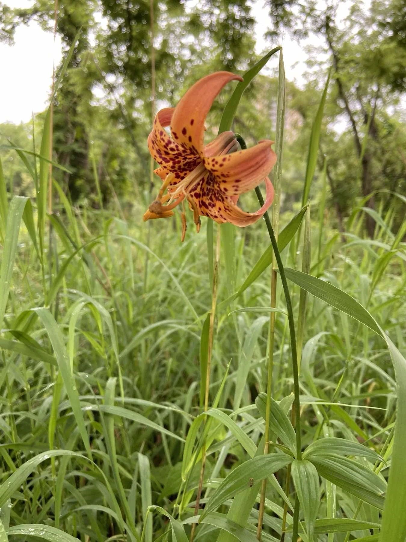 A vibrant orange lily with dark spots on its petals, blooming amidst tall green grass and foliage in a natural outdoor setting.