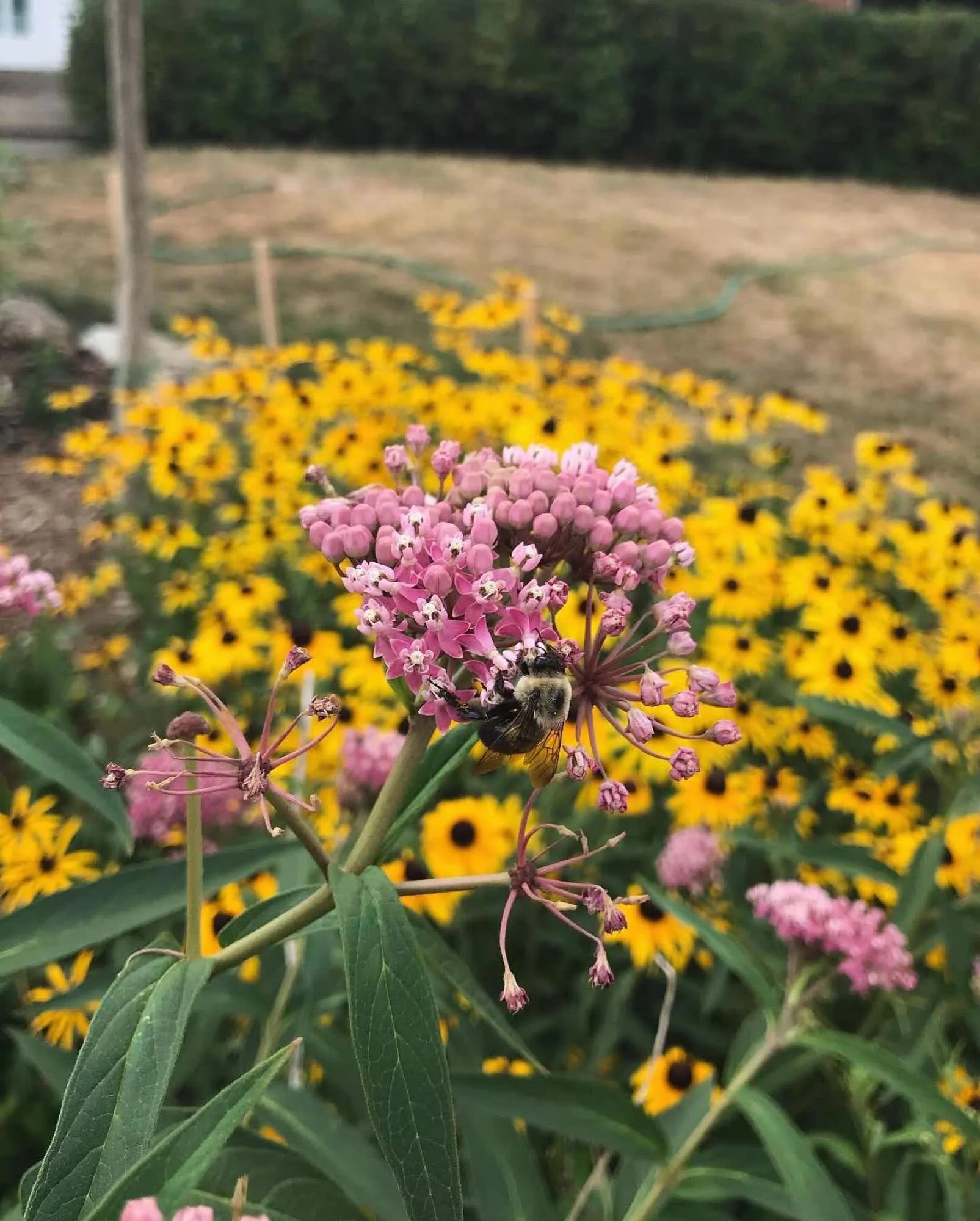 Close-up of pink and purple flowers with a bee on one of the flowers, background of yellow flowers and green foliage.
