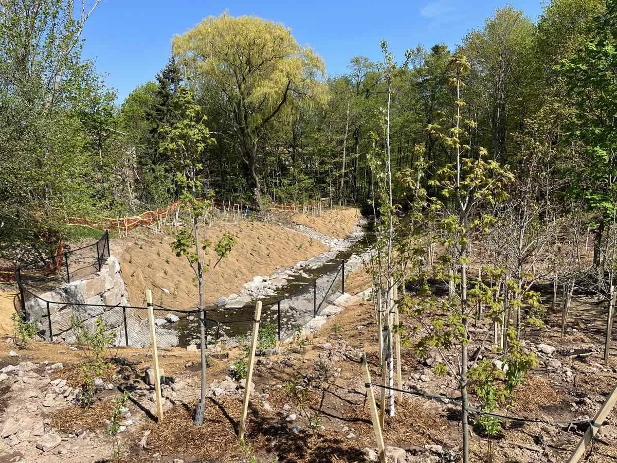 Burlington / Rambo Creek - 2024