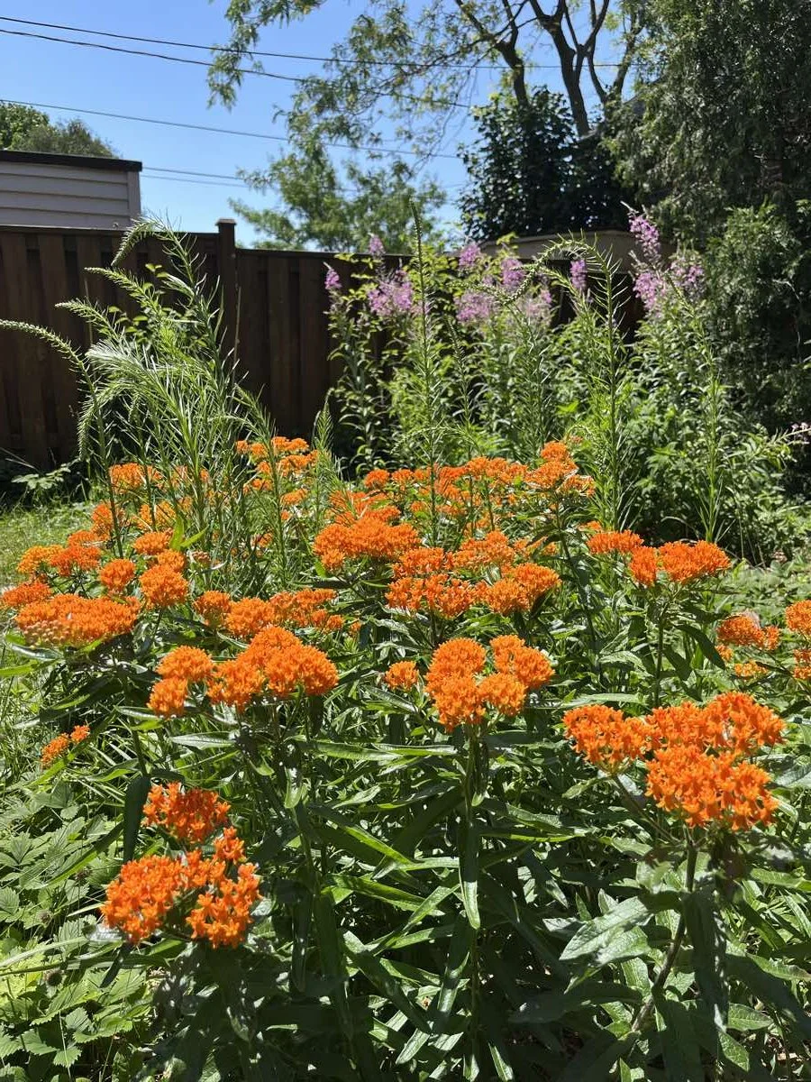 A backyard garden with orange flowering plants in the foreground and purple flowers in the background, surrounded by green trees and a wooden fence.