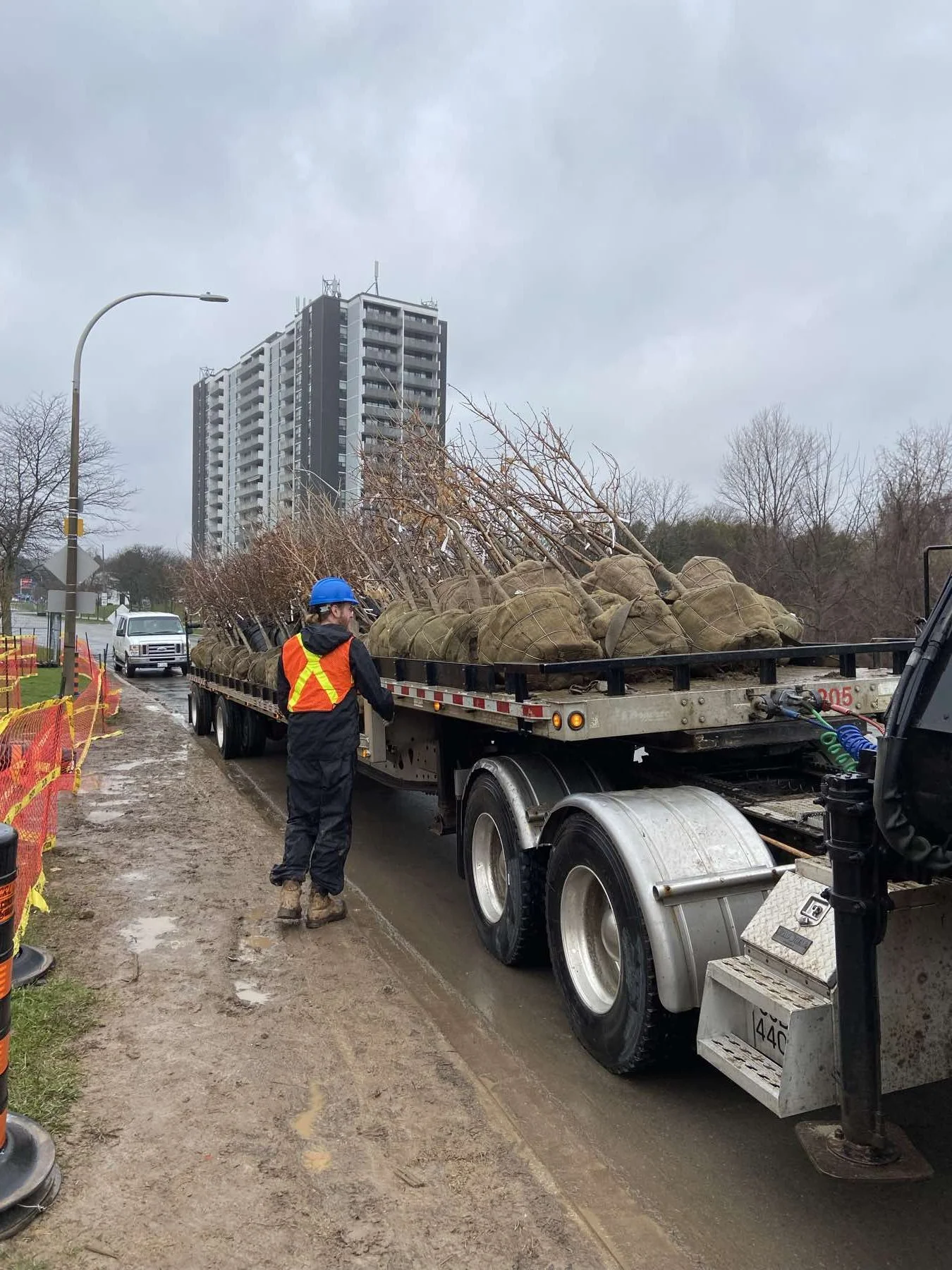A worker with a blue hard hat and safety vest stands next to a flatbed truck loaded with trees in burlap root balls on a muddy street. Behind, there is a modern building and cloudy sky.