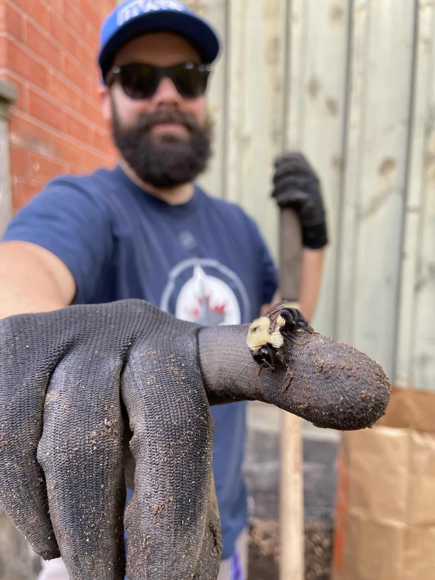 A person wearing sunglasses, a blue cap, and a dark blue T-shirt with a circular logo, holding a bee on their gloved arm. The background includes a red brick wall and a wooden fence.