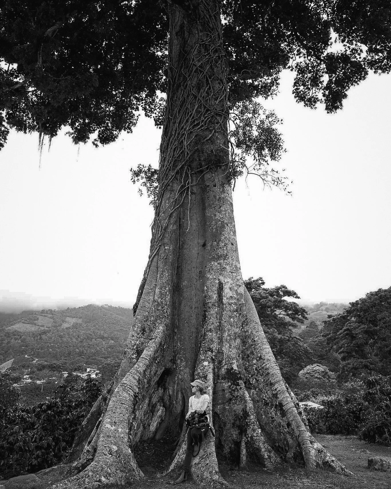 A large, ancient tree with thick roots and a massive trunk filled with vines, with a person standing at the base, overlooking a hilly landscape with distant trees and small buildings in the background, all in black and white.