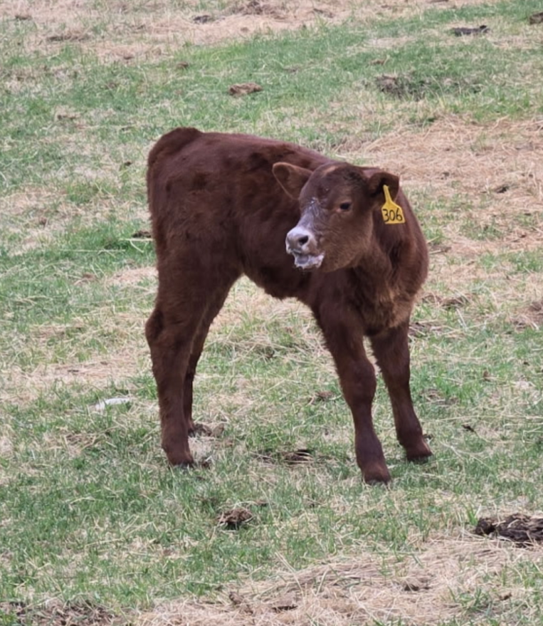 Hiddendale Farm Field Day