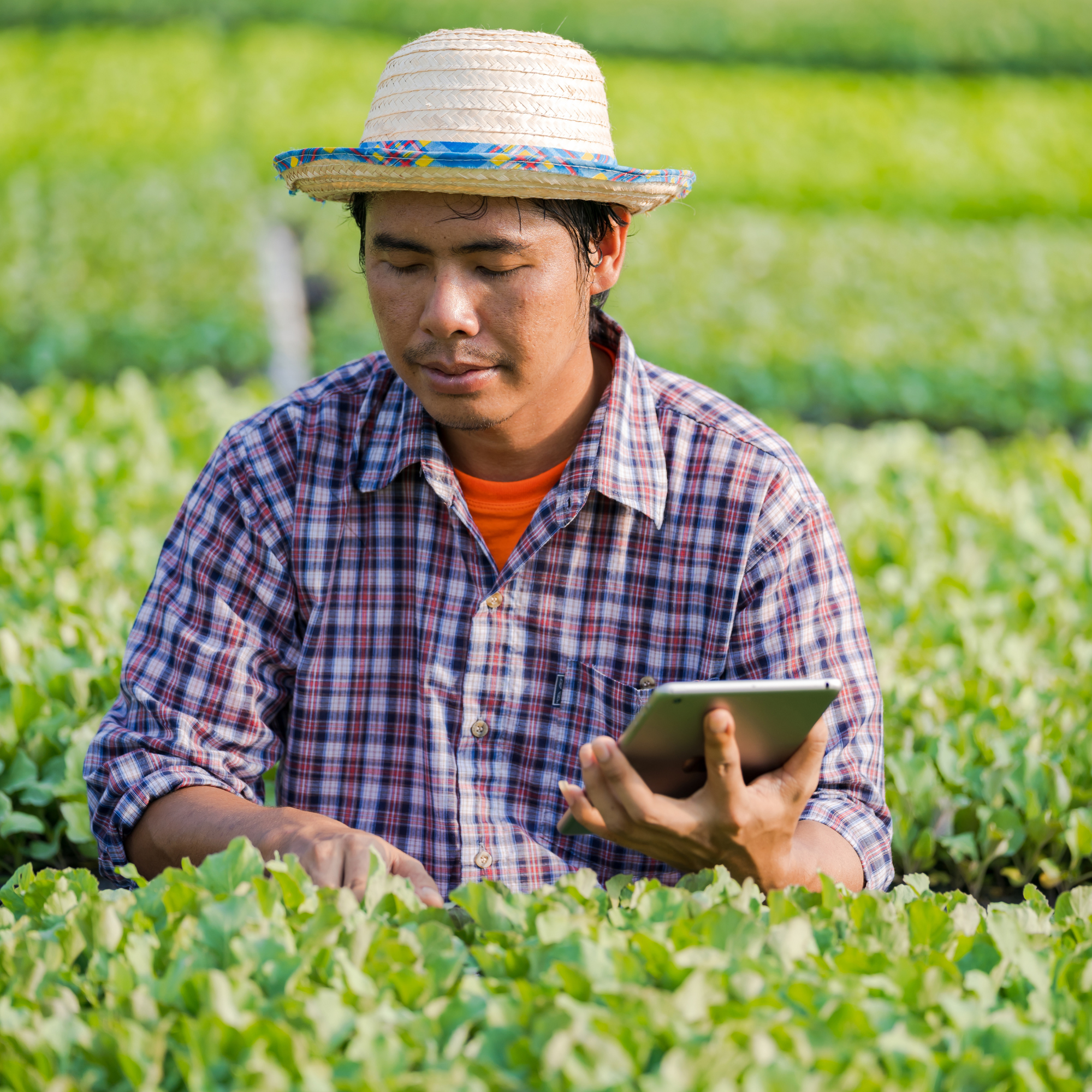 Male farmer wearing straw hat and checkered shirt, holding tablet in a green farm field.