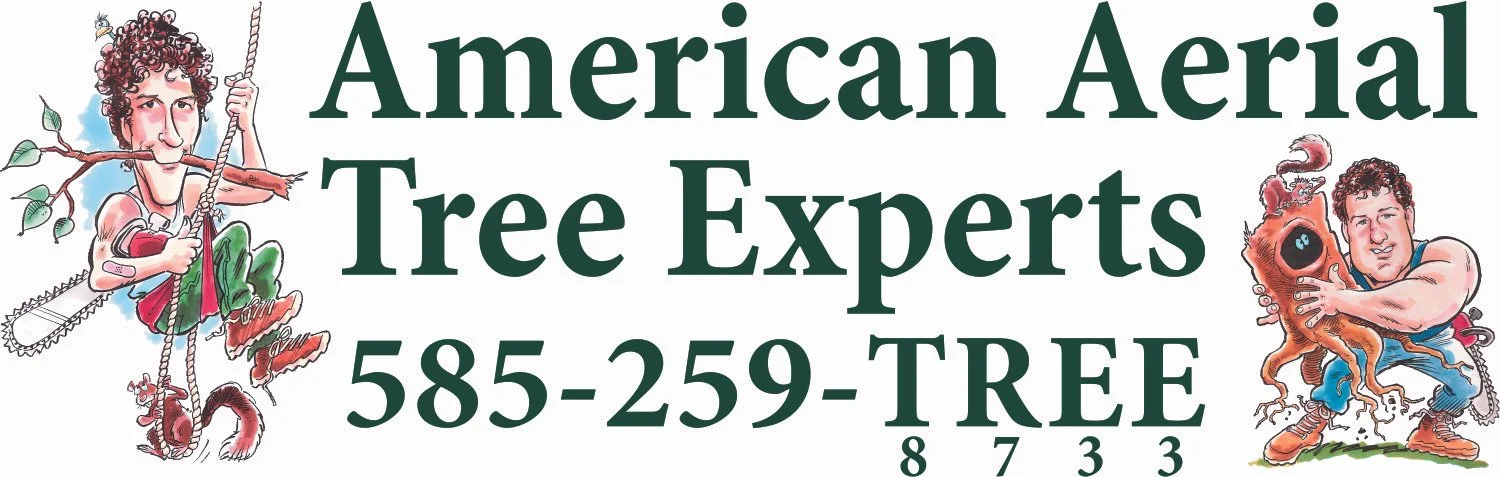American Aerial Tree Experts