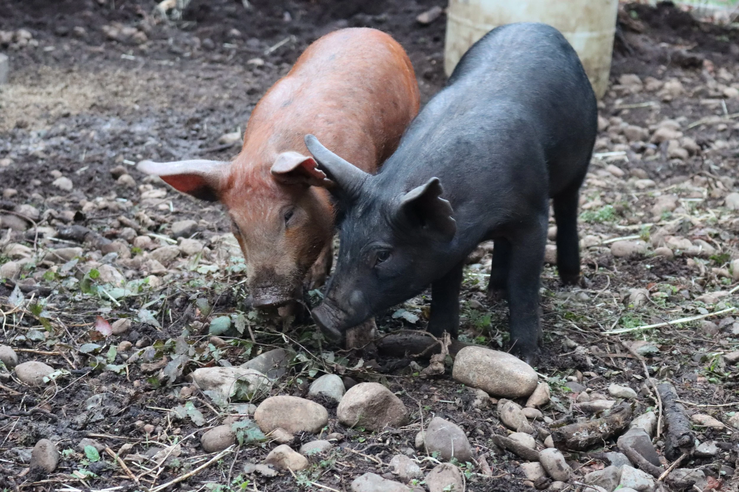 Farm-Raised Pork