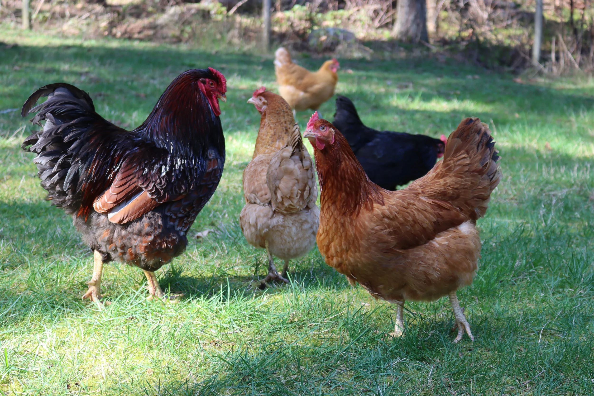 chickens.JPG